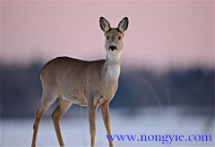 狍子是幾級(jí)保護(hù)動(dòng)物，狍子為什么傻