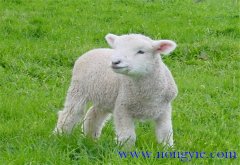 羔羊的早期飼喂、合理補飼和運動鍛煉方法