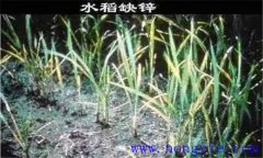 水稻缺鋅會(huì)導(dǎo)致僵苗，水稻缺鋅怎么辦？