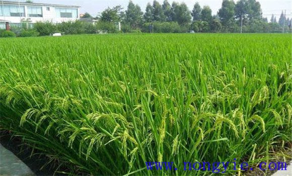 砷中毒可能致水稻穎殼張開、不灌漿