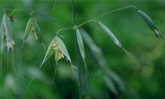 燕麥種植時間，燕麥?zhǔn)裁磿r間種植