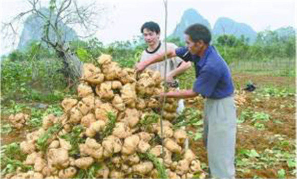 豆薯如何種植，豆薯種植與栽培技術(shù)