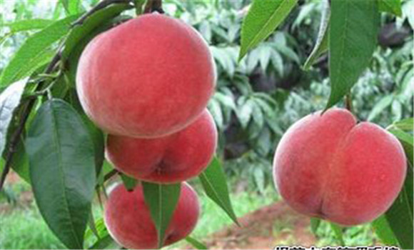 桃樹(shù)種植的方法，桃樹(shù)種植新技術(shù)介紹