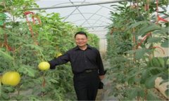 西瓜、甜瓜旱塘高壟栽培技術(shù)