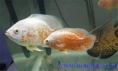 如何讓繁殖地圖魚，地圖魚的繁殖方法
