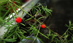天門冬的生長(zhǎng)習(xí)性 天門冬種植技術(shù)與主要步驟