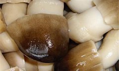 草菇的營養(yǎng)價值及經(jīng)濟價值如何？
