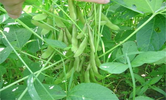 大豆除草劑使用技術與方法