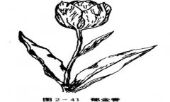郁金香如何養(yǎng)殖，郁金香的養(yǎng)殖方法