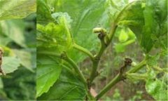 桑樹(shù)蟲(chóng)害有哪些 桑樹(shù)蟲(chóng)害用什么藥、怎么防治