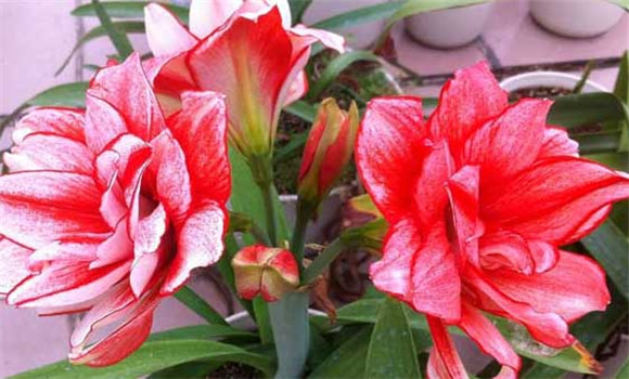 盆栽朱頂紅怎么養(yǎng)？
