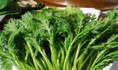 茼蒿種植技術(shù)要點(diǎn)，如何種植茼蒿