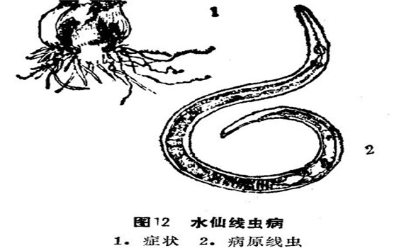 如何防治水仙線蟲(chóng)?。?   ></p>
            <div   id="xpnzmj7"   class="clr"></div>    
            <div   id="hqyqizm"   class="pagelistbox" >
            <ul>
            
            </ul>
            </div>
        </div>
    
        <div   id="rkx15sv"   class="readall_box" >
            <div   id="mehd2qi"   class="read_more_mask"></div>
            <a class="read_more_btn" target="_self">點(diǎn)擊閱讀全文</a>
        </div>   
    
        <div   id="uwzro6f"   class="listbox">
            <h3>與《如何防治水仙線蟲(chóng)??？》相關(guān)的文章：</h3>           
            <ul class="e2">
            <li><a href="/zhuahuigh/2017/48082.html" class="preview"><img src="/images/defaultpic.gif" alt="開(kāi)過(guò)花的水仙球有保留價(jià)值嗎？" /></a>
            <a href="/zhuahuigh/2017/48082.html" class="title" >開(kāi)過(guò)花的水仙球有保留價(jià)值嗎？</a>
            <p class="intro">中國(guó)水仙，以水養(yǎng)為主。這是因?yàn)轺[莖內(nèi)貯存了足夠的養(yǎng)分，而且花芽已經(jīng)形成，只要保證一...</p></li>
<li><a href="/zhuahuigh/2017/47362.html" class="preview"><img src="/images/defaultpic.gif" alt="水養(yǎng)水仙花有什么樣的要點(diǎn)" /></a>
            <a href="/zhuahuigh/2017/47362.html" class="title" >水養(yǎng)水仙花有什么樣的要點(diǎn)</a>
            <p class="intro">水養(yǎng)水仙的要點(diǎn)如下： (1)浸泡洗凈：經(jīng)雕刻的球體應(yīng)立即置于盆、池中浸泡約36小時(shí)，其間要...</p></li>
<li><a href="/zhuahuigh/2017/47179.html" class="preview"><img src="/images/defaultpic.gif" alt="養(yǎng)殖水仙花的簡(jiǎn)易方法" /></a>
            <a href="/zhuahuigh/2017/47179.html" class="title" >養(yǎng)殖水仙花的簡(jiǎn)易方法</a>
            <p class="intro">水仙的簡(jiǎn)易蒔養(yǎng)有兩種方法。 (1)浸養(yǎng)企頭水仙：先把水仙花頭的枯根去凈，然后用刀在花頭的...</p></li>
<li><a href="/zhuahuigh/2017/45753.html" class="preview"><img src="/images/defaultpic.gif" alt="漳州水仙的繁殖方法" /></a>
            <a href="/zhuahuigh/2017/45753.html" class="title" >漳州水仙的繁殖方法</a>
            <p class="intro">選排灌方便、陽(yáng)光充足之處，8～9月間深翻土地，放大水泡地15天左右，將水排出后晾曬，深耕...</p></li>
<li><a href="/zhuahuigh/2017/45752.html" class="preview"><img src="/images/defaultpic.gif" alt="水仙的栽培管理方法" /></a>
            <a href="/zhuahuigh/2017/45752.html" class="title" >水仙的栽培管理方法</a>
            <p class="intro">（一）地栽水仙管理：水仙喜排水良好、疏松肥沃、土層深厚的沖積砂壤土，ph值以5～7.5為宜...</p></li>

            </ul>
        </div>
    </div><!--left -->

    <div   id="a0xphjq"   class="right">
        <span>熱門文章</span>
        <hr />
        <ul>
        <li><a href="/zhuahuigh/2017/46673.html" >百合開(kāi)花后的處理方法</a></li>
<li><a href="/zhuahuigh/2017/46778.html" >碗蓮的種植方法帶圖，碗蓮的種植方法與技術(shù)</a></li>
<li><a href="/zhuahuigh/2017/46791.html" >牡丹花的種植方法，如何種植牡丹花</a></li>
<li><a href="/zhuahuigh/2017/46811.html" >怎樣養(yǎng)杜鵑花，杜鵑花怎么養(yǎng)</a></li>
<li><a href="/zhuahuigh/2017/46812.html" >茉莉花種植技術(shù)，如何種植茉莉花</a></li>
<li><a href="/zhuahuigh/2017/46819.html" >含笑花盆景的養(yǎng)護(hù)要點(diǎn)</a></li>
<li><a href="/zhuahuigh/2017/46863.html" >月季花的扦插，月季花的冬季扦插技術(shù)</a></li>
<li><a href="/zhuahuigh/2017/46865.html" >迎春花的繁殖方法及注意事項(xiàng)</a></li>
<li><a href="/zhuahuigh/2017/46953.html" >盆栽梔子花的養(yǎng)殖方法，梔子花的養(yǎng)殖方法要點(diǎn)</a></li>
<li><a href="/zhuahuigh/2017/46954.html" >迎春花的養(yǎng)殖方法，迎春花的養(yǎng)殖技術(shù)要點(diǎn)</a></li>
<li><a href="/zhuahuigh/2017/46985.html" >梅花扦插技術(shù)，梅花扦插繁殖方法</a></li>
<li><a href="/zhuahuigh/2017/46987.html" >迎春花的生長(zhǎng)習(xí)性</a></li>
 
        </ul>
    </div>

</div><!--all -->

<div   id="6nphf1m"   class="CopyRight">版權(quán)所有  請(qǐng)勿轉(zhuǎn)載</div>
<!--統(tǒng)計(jì)代碼、內(nèi)容頁(yè)特效代碼（固定模塊）-->
<script type="text/javascript" src="https://js.users.#/17458242.js"></script>
<script src="/templets/nybk/style/jquery.min.js" type="text/javascript"></script>
<script src="/templets/nybk/style/jquery.readmore.js" type="text/javascript"></script>

<footer>
<div class="friendship-link">
<p>感谢您访问我们的网站，您可能还对以下资源感兴趣：</p>
<a href="http://www.aweplanet.com/" title="亚洲一区二区三区偷拍女厕">亚洲一区二区三区偷拍女厕</a>

<div class="friend-links">

<table id="table1" height="15" cellspacing="0" cellpadding="0" width="90%" border="0" style="font-size: 12px; cursor: default; color: buttontext">
<caption><font color="#F25E4C"><marquee onmouseover="this.scrollamount=0" onmouseout="this.scrollamount=1" scrollamount="1" scrolldelay="1" direction="up" width="100%" height="3">
[国产欧美日本亚洲精品五区
精品无码一区二区三区色欲
亚洲AV无码一区二区三区久久精品
久久久久国色A∨免费看
国产视频精品视频
99精品国产只在这里
中文字幕黄色工厂欧美性爱
丰满少妇av无码专区
国产卡一卡二卡三卡四100
日韩av综合av在线
久久综合亚洲色社区
免费日韩av视频
日韩精品人群午夜一区二区
免费黄色
91挑色
亚洲日韩另类制服无码专区
香蕉视频911APP
亚洲97i蜜桃网
黄色视频免费直接观看
日本高清一本视频
午夜爽爽男女免费观看二区
久久久久swag尤物国产
99久久国产精品免费福利
亚洲国产AⅤ精品一区二区久久
抖音视频成人版
【佳人】国产婷婷六月在线观看
国产在线精品
mm1313亚洲国产中文精品软件
国产无遮挡又爽又黄大胸漫画
aⅤ27一区二区三区四区在线观看
嗯～疼AV在线天堂8
人妻系列
国产亚洲综精品合777
日韩交换精品一区二区
亚洲综合av一区
国产uv1区二区三区
欧美疯狂XXXXBBBB喷潮
中文字幕一区二区人妻电影
蜜桃色网视频在线播放
国产麻豆剧果冻传媒浮生影视
黄色免费观看网站
日韩欧美国产亚洲精品字幕久久久
久久国产一级不卡毛片
日韩av在线精品网站
午夜性啪啪A片免费AAA毛片
国产v日产v欧美v韩国综合
国产成本人视频免费
久久精品18国产
无码视频日韩专区
午夜福利视频一区二区
不卡AV中文字幕在线观看
亚洲中文字幕mⅴ
四虎永久在线精品2025
成人无码WWW免费视频樱花
日韩国产亚洲欧美在线www
56prom精品视频在放全部免费
不卡高清AV手机在线观看
性色Av无码免费一区二区三区
中文字幕人妻无码区
伊人久久大香线蕉综合电影
李雅在线观看一区国产
国产妇女馒头高清泬20P多
亚洲va无码va亚洲
亚洲成av人在线视
国产真人做受免费视频
亚洲欧美日韩久久
精品福利
av片在线在哪看
亚洲国产欧美日本视频
亚洲色婷婷爱婷婷综合精品
99免费精品视频免费提供!!!
九九人妻无码一区二区三区
国产在线日韩欧美
sao虎视频在线精品永久
日韩不卡视频在线观看白领
年度最新综合伊人信息导航中心
影视欧美自拍中文
久久国产精品影视
午夜亚洲精品网站
亚洲精品中文字幕乱码三区色欲
亚洲七七久久综合影
在线观看国产高清免费不卡
精品无码视频一区二区三区
玖玖爱国产精品视频
国产成人一区二区三区不卡
三级黄色电视免费看久久网
丝瓜视频污在线观看入口
a级成人免费毛片完整版
亚洲va乱码一区二区三区
亚洲h成年动漫在线观看
18禁在线
91麻豆沈娜娜在线观看
微拍88国内福利一区
国产精品无码亚洲精品2024
成人精品在线
国产放荡AV剧情演绎麻豆
波多野结衣紧身短裙丝袜
欧美一级特大黄AA片免费观看
色先锋影音av色先锋资源321网
真实国产精品无码视频400部
国产免费一区二区三区在线
欧美亚洲国产一区二区三区
亚洲福利在线观看的在线直播平台
a片无码永久免费播放
今日在线亚洲观看
曰本a级毛片无卡免费视频v
中文字幕日韩免费视频看
欧美牲交a欧美牲交aⅴ免费
国产第一福利136视频导航
日韩欧美亚洲廣大網友最新影片
亚洲av网址在线
亚洲东方av码在线影院观看
亚洲一级黄色视频在线观看
国产精品一卡二卡
欧美日韩人妻精品一期二期
日本中文字幕色视频网站
国产成人一区二区三区
8090成人午夜精品无码
日本视频在线不卡一区二区
在线国产精品看片
国产精品蜜臀在线观看
国产日本精品久久
国产区自乱丝袜在线观看
人妻斩成人网
又黄又湿免费视频一区二区
一级黄色高清网站
久久女同一区二区免费AV
亚洲成人69精品
一本色道久久综合色
久久成人a毛片免费观看网站
国产高清成人a片
国产一级特黄高清免费下载
一级亚洲黄色视频
国产高潮好爽好大受不了了软件
亚洲国产成人久久精品hezyo
成人精品国产区在线观看
久久精品国产精品久久久
精品无码卡通视频一区二区
久久超乳爆乳中文字幕
h文轮奸在线无码观看
色多多app成人性视频黄版本
中文字幕在线2024一区
国产精品一区二区综合网站
日本免费人成在线观看网站
国产精品免费久久久久久久久
中文字幕av岛国片高清
日韩毛片免费久久久
成人在线观看一级毛片
国产精品尤物粉嫩泬流白浆
国产又色又爽又黄A片小说
老女人精品视频国产
?v无码专区亚洲?vl在线观看
二级毛片全部
国产精品午夜无码体验区
亚洲成h人av无码动漫无遮挡
人人干人人摸人人操
亚洲AV福利院在线观看
国产区视频在线观看
日本成人中文字幕
人妻妺妺窝人体色www聚色窝
日本黄色网站免费
国产亚洲精品无码专区
午夜精品自拍
欧美图片中文字幕影音先锋
亚洲第一区日韩欧美
免费国产99久久久香蕉
日本一区免费二区下卡下载
99久久精品费看国产
在线视频国产99
国产在线精品17p
а∨天堂一区中文字幕
亚洲av日韩综合一区久热
久久九九之精品免费观看
91免费在线影院
日本码在线aⅤ片
尤物视频一区二区
欧美国产黄片大全
免费又黄又裸乳的视频
少妇大乳妓女毛片A片
亚洲午夜爱爱香蕉片
亚洲综合承认91
国产精品午夜一区二区三区
亚洲乱码av中文一区二区
色欲国产精品一区成人精品
亚洲国产精彩视频
亚洲天堂AV女优一区
免费性色午夜福利视频
亚洲色偷拍区另类无码专区
小泽玛利亚一区二区在线观看
国产单亲乱视频
精品丝袜国产自在线拍免费看
亚洲天堂免费网站
久操国产视频
中文字幕AV中文字无码亚
男女高潮国产免费观看无遮挡
亚洲一区二区日韩精品
精品欧美亚洲韩国日本久久
欧美日韩中文字幕在线一区二区
亚洲精品时间黄片
国产第一页精品12页
国内特级毛片資源免費看
日日摸夜夜添无码无码AV
日韩av毛片中文
99热这里只就有精品22
玖玖国产资源站
亚洲精品无码嘿咻在线
97国产色视频免费观看
少妇邻居做爰2伦理
日本乱子人伦在线视频
一级二级无码高清
色综合网站久久久久久
97精品伊人久久久大香线蕉
中日韩精品无码一区二区三区
a一级毛片免费高清在线
小呦精品导航网站
亚洲日韩一区二区三区不乱码
人人人做人人爽欧美人4色
欧洲一级毛片高清
猫咪AV
精品日产无码视频在线播放
亚洲av自拍一区最新目录
超碰人人做人人爱97
国产亚洲精品俞拍视频支架
国产精品亚洲欧美大片在线观看
一区二区免费电影
另类日本欧美亚洲色图
亚洲午夜性春猛交ⅩXXX
久久精品色妇熟妇丰满人妻5O
国产午夜福利久久
亚洲男人综合久久综合天堂
亚洲人成在线不卡网
国产AV天堂
国产又猛又大又爽又黄的视频
?v色综合久久天堂?v色综合在线
亚洲色国产特级一级毛片
日韩午夜精品试看
性大交色情A片赤裸特工电影
亚洲欧美国产激情综合在线
野外性史欧美k8播放
中美日韩亚洲中文专区小说
日本在线精品亚洲二区
亚洲欧美在线观看麻豆
a片黄片免费观看
开心五月综合亚洲
亚洲av激情码国产一区
欧美刺激性大交
亚洲午夜亚洲天堂
日韩欧美中文免费一级片
国产免费又色又爽又黄的视频
97精品国产福利一区二区三区
91看片网页版的在线直播平台
国产成人无码精品久久久
偷拍福利视频
欧美在线视频一级二级
久久亚洲中文字幕精品二区
日本按摩高潮a级中文片
免费观看国内A及毛片
日本大尺度电影再推三部
成人免费午夜性大片
久久久久人妻一区精品免费看
久久久久精品国产亚洲图
91亚洲无码在线观看
国产黄a大片真人免费视频
中文无码日韩欧aⅴ影视
久久国产精品免费av
久久久久人妻精品一区三寸蜜桃
国产精品成熟女人嫖
无码?V综合网国产精品
国产在线99精品
亚洲人成在线中文无码毛片看
来个av网址一区二区三区不卡
色综合热无码热国产
亚洲爆乳无码精品一区二区三区
日本无码精品国产aⅤ亚洲
亚洲日韩AV在线
27pao国产成视频播放
久久亚洲私人国产精品gif
亚洲国产精品新一
亚洲精品第一国产综合精品99
午夜影视水蜜桃网站
香蕉视频91
国产12av免费在线观看
日韩无码精品免费视频
无码专区福利一二三区
久久精品人人做人人看
国产乱子伦在线视频
久久精品国产亚洲麻豆小说
俄罗斯av无码片
忘忧草频道日本高清
国内精品在线免费观看
中日韩国产风情视频
日本熟妇厨房BBW
国产色综合一区二区三区
日韩午夜福利无码观看专区
欧美一级特黄毛的
欧美黑人粗又大成人a片
国产精品丝袜在线不卡
亚洲日韩欧美精品综合
国产十七岁美女二区在线观看
狼色精品人妻在线视频下载百
欧美va免费精品高清
国产激情小说
亚洲国产片论片在线播放
91福利导航是一个直播平台
天天拍天天操国产三级片
午夜国产日韩欧美
国产污污污污www在线
了解最新中文字幕亚洲一区二区三区
久久九九精品久久久久久
东京热无码人妻系列综合网站
一级黄色片免费网站
亲胸揉胸膜下刺激视频在线
亚洲av无码日韩av无码网站冲
两性刺激免费看视频
99re久久这里只有精品6
国产日韩欧美亚洲
久久WWW免费人成一看片
日韩亚洲国产综合久久久
免费国产老头老太视频
国模无码视频一区
分享楚楚動人的亚洲永久精品
日本不卡一区二区三区在线
亚洲乱亚洲乱少妇无码99p
亚洲欧美色中文字幕在线
日韩国产欧美视频在线网站
国产黑色丝袜视频在线观看
91mvcool
国偷自产一区二区免费视频
日韩黄色影院
国产高清色高清在线观看
曰本a級毛片在線觀看
午夜大胆裸体a级人体片
捆绑调教视频在线观看
综合国产免费自拍
国产精品日韩主播无套
久久国产精品不卡免费观看
免费国产一级av片
水蜜桃色网站
亚洲一级一区二区精品免费观看
日本人69xxⅹ69
国产性色av免费观看
av大片在线不卡免费看
亚洲人成电影网站久久
国产在线观看精品
国产免费av片在线观看播放
av天堂亚洲国产av
沦为黑人性奴的中国少妇韩宁小说
国产精品一区二区国模私拍
777国产盗摄偷窥精品000下
国产精品v欧美精品v日韩精品
免费观看视频一级毛片
男生手放进我内裤揉摸的视频
另类欧美偷窥日韩综合
午夜久久人人超碰97
a级裸毛免费国产黄片
成人精品一区二区www
国产精品第一页丝袜
www成人在线观看
99久久国产综合精品1尤物
国产无需缓冲不卡无码
亚洲国产成人片在线观看推荐
中文字幕一区二区三
妓女日韩一区二区三区
下载黄色软件
日韩av一区二区三区四区
亚洲欧美韩国日产综合在线
嫩草视频国产精品一区
国产精品毛多多水多
新呦u视频一区二区
久久久久国产精品人妻AⅤ麻豆
中文字幕无码五月天
日韩中文字幕无码高清毛片
亚洲人成网亚洲欧洲无码
国产青青在线视频
日韩精品一区二区三区影院
日本欧美视频在线
国产尤物无毒不卡
曰本少妇高潮久久久久久
天天夜夜狠狠一区二区三区
亚洲嫩模初次开破苞
法国黄色片
国产福利萌白酱精品一区
日朝欧美亚洲精品
japanesetube日本少妇
久青草影院在线观看国产
特级婬片国产在线观看
特级婬片国产db高清视频
免费区无码国产精品
性久久久影院巨乳
欧美精品久久高清
精品无码专区国产
亚洲无遮挡免费在线观看
国产在线视频xxxx
麻豆亚洲无矿砖码区2025
无码av动漫精品一区二区
日韩专区第一页
人妻无码中文专区久
很黄很色裸乳视频网站
人人澡超碰碰国产
日韩AⅤ激情无码一级毛片
人妻系列无码中文字幕专区
日韩激情不卡在线观看
免费A级毛片无码A∨蜜芽按摩
亚洲日韩欧美无砖专区
日本高清学生色视频
一级无码毛片特黄
亚洲Va韩国va欧美va天堂
欧美性受xxxx黑人xxxx
狂撞无码人妻在线播放视频
久久亚洲sm情趣捆绑调教
亚洲国产欧美在线成人AAAA
国产男人av天堂
浓毛老太交欧美老妇热爱乱
欧美亚洲日韩日本综合久久
亚洲成a人一区二区三区
久久久久久久久久久96av
国产成人亚洲综合图区
在线观国产精品苹果ios版
久久精品国产只有精品全部
欧美自拍另类欧美综合图片
久久开心五月天
亚洲精品Aaa毛片
中国大美女高潮视频
国产美女一区二区
国产日韩欧美在线观看
国产精品自在在线午夜蜜芽tv在线
国产国产人免费观看在线视频
九~国产黄色视频
在线日韩欧美国产二区
国产AⅤ一区二区三区日韩
九九九精品免费观看
国产老熟女BBW
精品一区二区影院在线
欧美夫妻交换久久丫1000
久久夜色精品国产嚕嚕亚洲av
亚洲一区图片
GOGO大胆欧美人体
明星视频中文字幕一区
久久大香伊蕉在人线免费AV
中文字幕巨大乳在线看
成人午夜精品亚洲日韩
狼友av永久网站免费极品
亚洲色图欧美色图
都市激情亚洲最新剧情在线
亚洲中文有码字幕日本第一页
国产乱码精品一区二区毛片
亚洲成AV人在线观看无堂无码
日韩高清毛片
亚洲一区二区三区电影
欧美白人最猛性XXXXX69交
国产美女喂奶极品一区二区
亚洲天堂在线无码
精品久久国产免费网站
中美日韩国产精品美女
最新中文字幕日本
六月婷婷国外视频在线
国产乱妇无码大黄aa片
好属妞视频这有精品6666
亚洲午夜精品久久久久久APP
亚洲精品欧美激情在线观看
日本免费黄色生活床片
国产成人精品一区二区A片
日本熟妇熟色一本在线观看
日本人妻三级中文字幕
欲操精品在线视频在
久久久久亚洲AV成人网
中文字幕av王
区二区三区
亚洲精品无播放器播放
亚洲色精品∨R一区区三区
国产欧美日韩一区大量欧美黄a视频
久久亚洲愉拍国产自367391
赵丽颖无码在线观看
国产最新地址在线观看
国产在线自在拍91精品黑人
国产精品一二三四电影在线观看
日韩在线h
欧美一级夜夜爽
97人人模人人爽人人少妇美女
欧美一级二级三级在线观看播放
国产熟女视频一区二区免费
麻豆春药按摩无码AV片
午夜亚洲AV日韩AV无码大全
亚洲精品亚洲人成在线下载
久久免费视频网址
亚洲人成aⅴ在线播放
日韩精品中文字幕一区二区久浴女
日本videos18高清hd中文
在线看片AV观看AV
中文字幕人妻中文av不卡专区
国产精品欧美日韩综合
国产系列在线播放
免费无码a∨片在线观看动漫
AⅤ人妻中文无码在线
2025国产va在线
一区二区激情在线
伊人久久五月天综合网
国产成人免观看
国产97碰公开视频
成年美女黄色视频在线观看
国产精品免费不卡视频
亚洲成av人片一区二区三区
亚洲成av人片在线观看不卡
亚洲精品国产精品乱卡
图片视频小说黄色av大片
这里只有精品久久
国内大量揄拍精品视频
欧美日韩一级二级一区二区
国产成人精品福利网站人
精品国产一区二区三区AV蜜桃
艳妇厨房激情视频免费观看
九九热精品视频在线
92精品国产自产在线
国产精品无码久久久久成人影院
欧美色欧美亚洲另类二区不卡
午夜网AV片国产
亚洲成人在线中文字幕av
国产美女一级a作爱播放免费
天堂一区人妻无码
欧美一级高清黄图片
免费观看久久黄色网站
在线黄色国产小视频
国产精品99久久久久久董美香
欧美日韩在线精品视频二区
午夜体验区欧美含羞草
亚洲2019无码天堂久
国产亚洲精品中文带字幕21页
国产亚洲91精品色在线
国产午夜精品理论片在线观看
国产v天堂视频尤物
国产精品13页
免费看高清黄a级毛片
国产精品最新品牌在线观看
中文字幕乱码中文乱码二区
日韩一区欧美
亚洲永久精品ww47香蕉图片
日韩理论片在线看免费观看
熟女少妇精品一区二区
中文无码一级大片
欧产日产国产精品精品蜜桃
日本一二三区勉费在线
日韩精品国产动漫欧美在线
无码成人AAAAA毛片
东京热国产精品无码专区免费
亚洲欧美日韩国产精品二区
国产午夜精品理论片久久
乱小说欧美综合
亚洲91精品
国产成人无码综合亚洲日韩
最新国产成人无码精品久久久
av天堂资源地址在线
精品中文字幕一区
岛国一区二区免费视频
伊人精品久久久大香线蕉99
欧美一级婬片A片健身房
亚洲性爱区第一页
国产黄A三级三级三级
黄色激情av毛片
天天射天天操天天干天天日
中文字幕最新亚洲高清
综合自拍无码少妇
欧美成人做性视频在线播放
天天干天天玩aⅤ视频
91视频在线观看地址
国产亚洲av片天天在线观看不卡
亚洲欧洲另类
国产一区二区在线观看播放黄色
日韩精品一级一区二区在线
中文字幕精品二区
亚洲国产精品高清免费在线观看
国产女孩精品一区二区三区
精品国产一级中文免费不卡
久久精品国产精品国产精品污
成人软件无限看免费
亚洲av网址在线观看
国产精品中文久久久久久久
国产制服诱惑av
国产三级2025在线观看
亚洲V无码一区二区三区四区观看
国产麻豆chinese
亚洲av片不卡无码久久
日本亚洲洲精品码无无专区
国产亚洲欧美一区在线观看
先锋男人影音亚洲
免费无码高清在线看
久久人人超碰99国产精品
ol丝袜高跟秘书在线观看
最新国产精品亚洲
久久精品国产亚洲AV高清热
麻豆人妻无码性色AⅤ专区
国产成人精品午夜福利在线
国产免费一级毛卡片aaaaaa级
一级毛片国产A级片
久久精品国产自在天天线
亚洲有码在线
亚洲无码精彩视频
国产精品毛片A级
久久人人97超碰caopore
国产成人精品无码青草
久久99视频
最新在线日韩欧美中文字幕
欧美性与交视频在线观看
国产亚洲精品一二区
午夜一级国产经典欧美日韩
热99re6久精品国产首页青柠
日韩成人久久无限看
免费国产高清在线精品一区
隔壁的放荡人妻中文字幕
国产精品看黄av免费
久久heyzo国产一本
精品国产乱子伦一区二区
欧美日韩在线观看二区
亚洲欧美日韩中字国产
国产一级午夜一级在线观看
三级无码影视久久
伊人久久大香现线蕉
日韩gv国产gv欧美旡码天堂
无码专区3d动漫精品蒂法
日韩视频在线免费
午夜福利国产精品
国产高清在线精品一区导航
97色色电影
国产成人精品日本亚洲
国产乱婬AV片免费
国产三级不卡在线电影gnmav
欧美韩日精品一区
国产AV明星换脸精品网站
日韩三级电影免费观看
老师久久精品人人爽人人爽澡
亚洲国产精品毛片∧v卡在线
日韩亚洲综合图片视频
国产精品美女久久久网AV
亚洲无码黄频在线观看
中国国产黄片免费观看
91视频综合久久久
国产午夜三级一区二区三区
综合五月丁香激情伊人
成人中文字幕一区二区三区
每日最新av高清免费中文字幕
国产大学生aaaaav在线播放
亚洲精品欧美综合剧情四区
另类亚洲综合区图片小说区
色八区人妻在线视频
欧美黑人巨大xxxxx
少妇性荡欲视频午夜剧场
在线高清一级欧美精品
国产精品无码久久久久久久
99精产国品一二三产品香蕉
性生大片免费观看性a片
久久久久久久美国产毛片
大香网伊人久久综合网eeww
加勒比东京热无码中文字幕
亚洲欧美日韩国产综合网
日本三级中文电影
欧美日韩久久一区
在线网址亚洲精品你懂的
91精品日韩
免费看美女视频的软件
日韩人妻无码精品一专区首页
国产a级理论片无码老男人
亚洲无码成人电影在线观看
久久97超碰中文字幕
国产精品成人免费视频应用
久久精品一区二区三区浴池
精品国产一区二区三区四区色
国产69精品免费视频在
日日久久狠狠偷偷色
欧美大码哔哩哔哩
欧美日韩一本无线码专区
欧美日韩精品一区免费
亚洲国产精品日韩专区小说
一区有码中文女同
97久久超碰中文字幕
91欧美精品综合在线观看
97色偷偷色噜噜狠狠爱网站97
国产初高中生在线播放
国产黄a片在线观看
国产成人AV无码精品天堂
99久久无色码中文字幕婷婷
波多野结衣按摩在线观看一区
亚洲第一区欧美日韩
人妻系列无码专区免费
亚洲国产欧美在线人网站
解禁视频第一区第二区
亚洲欧美唯美国产伦综合
亚洲精品无码ā∨人在线观看国产
国产精品国产三级国AV
精品国产91久久久久久动漫
国产亚洲日韩网曝欧美精品
日韩乱偷中文字幕
亚洲欧美精品AAAAAA片
亚洲VA日本一区二区三区
国产亚洲天堂av在线%线
成免费视频91
亚洲品质自拍视频
国产综合精品婷婷丁香久久
亚洲欧美一级特黄在线
欧美特级黄片中文字幕
国产做a爰片久久毛片a片白丝
日韩一区二区三区乱码毛片
双飞精品一区二区三区视频
脱了老师内裤猛烈进入的软件
欧美日韩国产亚洲高清综合
国产一级做a爰片在线观看
国产99视频精品免费观看6
亚洲一区中文字幕日产乱码
厨房大战少妇11p
久久天天躁夜夜躁狠狠85
亚洲性三级在线观看
日韩一级毛一欧美一级乱
亚洲真人无码永久在线观看
亚洲AV永久无码嘿嘿嘿
日本SM/羞辱/调教/捆绑视频
无码专区视频网站
在线观看无码三级高清
日本一片黄在线
亚洲不卡在线观看av
国产成人自拍视频在线
欧美日韩在线中出
丝瓜视频污污污污污
丰满熟妇乱又伦精品
无码人妻一区二区三区精品
亚洲中文字幕乱码第二
香蕉伊思人在线观看国产
www激情内射在线看
国产久激情久久浪潮传媒
久久黄色网站有哪些
日本欧美大码a在线观看
手机国产精品精彩视频
久久亚洲午夜福利完整一区
国产毛片0毛片一级
国产乱人伦精品一区二区在线观看
国产精品一区二区女厕厕
无码天堂亚洲国产av
久久精品国产亚洲Aⅴ蜜臀色欲
久久久亚洲国产
99re久久这里只有精品最新地址
国产精品黄色片视频在看
九九伦理
四虎+无码
日韩久久免费av小电影
国产毛片毛片精品天天看软件
国产成人69免费hd
国产亚洲精品仙踪林在线播放
国产精品亚洲аv久久
欧美一区二区人人喊爽
亚洲欧美人清高精品aⅴ
亚洲无码在线观看一区二区三区
无码中字在线中文
www91
国产精品剧情一区二区在线观看
99re8精品视频热线观看
情侣偷偷看的羞羞视频网站
亚洲mm无码在线
在线韩国三级中文字幕hd无码
免费一级鲁丝无码
在线观看欧美亚洲日本专区
国产成人精品7799
国产极品不卡在线播放
国产va亚洲va在线va
日韩AV在线播放不卡中文
无码av深夜观看
国产精品巨作av在线
国产精品久久久久久久妇丈
国产拍揄自揄精品视频麻豆
国产在亚洲线视频观看
精品国产污污免费网站
亚洲国产欧美在线综合
亚洲av永久无码天堂网
国产香蕉免费精品视频
丰满的少妇流出白浆av
国产成人一区二区三区在线
亚洲人成网777777国产精品
日韩亚洲av无码三区二区
av免费大片访问麻豆
国产一区二区三区中文字幕
国产国语一级毛片中文
国产午夜无码片在线观看
国产AV永久无码青青草原
欧美亚洲国产中文日韩一区二区
亚洲第一av无码专区為您提供
亚洲制服第16页
久久最新免费网址
五月天综合网亚洲
丝袜高跟鞋OL中文字幕无码
91桃色无码国产在线观看二区
欧美一区二区手机在线观看视频
同性男男a片免费观在线
亞洲綜合無碼av一區二區
亚洲福利电影一区二区?
视频一区国模私拍
国产一级特黄a大片免费
久久久av久av久片一区二区
亚洲色丰满少妇高潮18P
亚洲综合人成网免费视频
国产一区二区三区在线视频观看
丰满熟妇乱又伦在线无码视频
图片频道小说频道欧美风情
亚洲视频一区在线免费观看
欧美乱大交xxxxx日本
极品粉嫩自慰av
少妇人妻无码精品视频
欧美另类图片小说
中文字幕在线精品一区
欧美日韩精品永久免费在线
亚洲av第一无码专区
韩国久久久一区精品
无码黄色网站国产
亚洲成av人片在线观看豆
国产三级专区精品
日韩aⅴ免费视频一区二区
免费不卡国语av在线播放
国字精品第1页
亚洲无遮挡
亚洲欧洲自拍拍偷精品
麻豆网站免费
国产91在线精品
国产精品自拍自拍自拍
免费久久国产精品视
我们整理并发布的国产精品麻豆入口
无码成人网站视频免费看
亚洲欧美二区三区久本道
免费观看午夜黄色三级毛片
亚洲av综合网
丰满熟妇被猛烈进入高清版
国产精品自在拍首页视频
国产成人亚洲综合色影视
先锋影音人妻啪啪va资源网站
精品无码久久久久久久久久久
国产亚洲精品综合一区
免费观看丰满少妇一级毛片
亚洲成a人片在线观看69
成人欧美精品大91在线
久久夜色国产精品亚洲
久久夜色精品国产噜噜小说
亚洲一级av毛片直播
免费国产永久精品网站
JUX被夫上司欺辱的人妻
日产精品卡二卡三卡四卡区满十八
精品无码一区二区三区潮喷
欧美亚洲国产日韩一区二区
国产真实迷j在线播放
国内精品乱码卡1卡2卡3免费
一级毛片久久久久久久女人31
av狠狠色丁香婷婷综合久久
456人成影院久久
亚洲国产精品成人久久青草
国产偷伦在线2025
亚洲第一网站男人都懂
玩弄放荡人妻少妇免费视频
亚洲国产日本欧美乱久久
一级毛片在线免费视频
亚洲成av人片在线观看无下载
亚洲小说图片区在线
高清免费av在线播放不卡
国产精品9
国产在线21区
欧美一区在线观看视频
成人免费视频在线观看
国产自产21区
久久香蕉国产精品
91精品一区二区三区在线
久久婷婷大香萑太香蕉av
日本道二区高清
亚洲性图天天射天天干
亚洲v欧美v日韩v在线观看
亚洲一级特黄大片在线观看
国产精品天天看天天爽
91成人免费观看等最新内容！
性史性DVD影片农村毛片
亚洲人成77777男人
亚洲国产精品一区二区5566
日韩AV在线电影
五月天婷婷精品免费视频
免费爽a片在线观看无打码
无码一线天在线观看
牛牛影视亚洲av成人片
成人永久高清在线观看
麻豆果冻视频传媒APP下载
国产精品第一页
国产精品无码专区av在线播放
欧美日韩综合一区二区在线观看
国产99一道本视频在线观看
永久免费av无码网站性色av
免费在线观看av
午夜一区二区三区
欧美日中文字幕
亚洲国产午夜精彩无码福利
精品国产理论在线观看
国产精品50岁老女人亚洲
日韩黄色的成人网
在线观看国产国内视频
亚洲欧美一区二区精品中文字幕
国产综合福利视频
久久国产欧美另类久久久
中文字幕久久人妻一区二区三区
亚洲一级av黄色
亚洲色大网站WWW永久网站
久久预热欧美一级aa片
国产一级a片免费、无码
日本激情视频在线观看
亚洲日韩va无码中文字幕
激情六月丁香婷婷四房播
一区二区三区日韩无码精品
欧美日韩国产av另类试看
久久手机视频
亚洲日本香蕉520视频
亚洲欧美人精品高清
亚洲AV成人片色在线观看高潮
国产精品自在在线午夜精华在线
一级毛片正片免费视频手机看
JAPANESE极品丰满少妇
国产婷婷精品av在线
我和饥渴的老熟妇
国产亚洲va人在线
久久无码一区二区二三区性色
乱人妻人伦中文字幕
婷婷五月丁香花好看的偷拍视频
国产精品二区一区二区aⅴ污介绍
国产卡二卡三卡四分类
久久综合免费网
久久精品少妇内射毛片
亚洲另类欧美综合在线
亚洲日韩精品东京热一区
aa久久一级一片毛片特色
国产高清视频在线观看无缓冲
97超频国产在线公开免费视频
青青草原国产免费av
国产制服丝袜免费视频
美女一级毛片
亚洲视频无码在线香蕉
麻豆精品网站在线观看大全
国产成人尤物精品在线观看
午夜国产福利导航
办公室国产a国产片免
中国毛片网
亚洲AV无码精品色午夜飞机馆
影音新男人AV资源网站
国产ⅩXXX推油按摩BBBB
国产成人精品自线拍
99精品全国免费
精品国产一区二区三区吸毒
日韩精品一区二区三区无码视频
久久99精品久久久久蜜芽
国产xxxx性高清免费观看
国产精品动漫在线一区
日韩一区二区三区免费电影
在线亚洲午夜理论av大片
国产大学生喷水流白浆视频
欧美亚洲国产日韩一区二区三区
福利小视频久久久
国产又大又圆Av
国产JK精品白丝喷浆
亚洲午夜国产成人av电影
日本精品在线视频
中文字幕在线无码不卡网址
裸体黑色丝袜18禁网站无风险
亚洲欧美日本久久综合麻豆
青草草97久热精品视频
久久一本大到香蕉精品
唯美清纯另类亚洲制服欧美一区
极品人妻系列人妻30P
在线观看国产免费一级av
怡红院av一区二区三区
成熟人妻换╳╳╳╳Ⅹ
亚洲成a人无码午夜电影
亚洲国产青色视频免费网址
国产精品毛片一区
日韩国产一区二区无码av
亚洲AV无码一区二区三区人
在线不卡长片av
日本永久黄网站色视频免费
奇米影视奇米色777欧美
黄色激情毛片
亚洲另类国产欧美一区二日韩东京热
一级毛片国产A级毛片
亚洲v日韩v精品v无码专区久久
国产女同性黄网在线观看
国产精品va无码电影
操操网狠狠的干天天射
特级做A爱片久久久久久
在线A亚洲老鸭窝天堂
亚洲风情亚Aⅴ在线发布
欧美性色欧美精品视频69
久久夜夜躁躁精品
久久精品免费免费直播
99久久免费无码A级毛片
亚洲中文无码永久免费
日韩国产综合伦
日本高清免费观看视频在线
国产午夜福利100
亚洲人成网站永久免费电
日韩人妻中文字幕在线不卡
久草视频福利
国产成人精品亚洲日本专区61
国产精品亚洲А∨天堂2025
日韩午夜不卡在线看
成人影院在线播放
国内精品久久久久久2025
向日葵视频黄色下载
精品国产三级av在线观看
免费A级毛片无码无遮挡
国产在线精品高颜值
美女全裸图片
国产又粗又猛又爽又黄乱视频
久久青青草原国产精品免费
亚洲中文无码日韩av
国产younv交在线视频
清纯唯美五月一区二区
欧美综合b黄色网站
久久奶水a毛片免费看
久久大香香蕉国产免费网动漫
婷婷激情五月小说综合无弹窗
日韩爽爽爽视频免费播放
国产真人做受在线观看
九九热视频在线观看
综合欧美小说另类图
亚洲日韩精品一区二区三区在线观看
亚洲丝袜诱惑一区二区在线播放
国产乱人视频免费观看网站
欧美观看免费全部完
激情无码按摩系列AAAA
好大好深好爽想要国产乱码91
伊人久久大香线蕉综合不卡
亚洲专区中文字幕第三页
国产精品系列亚洲
三级a片在线观看免费视频
少妇自拍高清综合
欧美日韩福利视频
亚洲在成人网在线看
四虎国产精品成人
66精品综合久久久久久久
国产高清视频一区二区在线观看
高清综合免费乱伦
亚洲AV无码一区二区三区红豆
色欲av在线中文字网站
2015久久免费视频
性欧美videofree另类试看
中文字幕精品一区久久久久
九九精品综合人人爽人妻
国产免费永久精品无码
久久亚洲欧美日本
无卡无码中文字幕免费
特级一级a级毛片观看
色婷婷久久免费网站
波多野结衣精品
久久人妻少妇嫩草AV
自拍欧美一区在线视频
免费VA国产高清大片在线
国产福利精品一区二区
麻豆av一区二区三区久久
国产色视频免费
色AV综合AV综合无码网站
日韩中文字幕欧美视频
26uuu在线亚洲综合色
欧美又粗又大一区二区在线观看
中文有码亚洲视频精品一区
久久国产精品欧美亚洲
成人嫩草研究院久久久精品
少妇老师后进式20P
三级片在线色网视频播放
亚洲高清有码
一级毛片大全免费播放
五月丁香久久伊人
欧美人与动牲交zoom
激情欧美性色日韩
欧美一区二区三区成人看不卡
欧美日韩成人午夜在线
久久精品国产亚洲Aⅴ麻豆蜜芽
性欧美13处14处破
av色综合中文字幕
亚洲人成在线观看一区二区
狠狠色噜噜狠狠狠狠蜜桃
久久香蕉国产线看观看亚洲小说
国产居家盗镊小视频
亚洲AV无码国产毛片久久动漫
精品熟女国产久久少妇aⅴ免费狠狠
亚洲成在人线av中文字幕app
午夜亚洲中文电影
东京热一区二区免费高清av
亚洲日本韩国在线
永久免费aⅤ无码网站免费
五月天av在线免费观看
日本乱理伦片在线观看中文字幕
日韩欧美中文字幕公布
亚洲色四在线视频观看
窝窝无码一区二区三区成人网站
精品少妇熟女一区二区
蜜桃乱伦视频国产精品
国产午夜毛片一区二区三区
九九热观看视频
东方AV点击进入久久精品
国产互换后人妻的疯狂video
国产v亚洲v天堂在线
国产私人尤物无码不卡在线观看
伊人久久亚洲综合天堂
国产成人综合怡春院精品
久久综合亚洲一区二区三区
日本黄页网站免费观看不卡
日韩不卡三区二区一区
国产一级特黄全黄毛片
一本一道久久a久久
一区二区毛片
在线国产日韩欧美播放精华一区
欧美亚洲日产综合新
亚州**色毛片免费观看
愉拍自偷亚洲欧美色
精品国产毛片一区
另类一区二区无码国产
伊人大杳蕉久久动漫
精品在线一区二区三区
国产又色又爽又刺激的视频
最新国产精品久久精品
成人在线综合
午夜国产精品小蝌蚪在线观看
一级毛片在线免费观看
夜色欧美一区二区三区
国产在线高清理伦片
国产成人做受免费视频
日本xxxxx黄区免费看
国产精品原创尤物菠萝蜜
亚洲一区二区三区中文字幂
911亚洲精品网
亚洲欧美在线人成最新
日韩精品熟女一区二区
国产高清免费视频免费观看
曰韩无码二三区中文字幕
国产亚洲精品aa级在线
国产99久久91精品社区ai
中文字幕亚洲乱码熟女
欧美日韩在线精品一区二区三区
午夜av在线手机免费观看
欧美缴情啪综合缴情
免费一级av高潮
91抖音短视频app污
久久人搡人人玩人妻精
亚洲∧v久久久无码精品小说
天堂俺去俺来也www久久婷婷
无码粉嫩极极品尤物喷水
黄色视频免费在线观看播放
日本青青在线观看
久久久亚洲天堂精品999
无码中文字幕色专区
国产成人亚洲动漫视频
国产熟人av一二三区
天天日天天操心
永久免费看a片无码网站宅男
亚洲综合网无码中文字幕
亚洲成aⅤ人片
动漫美女日逼一区二区
午夜免费福利片观看
无码人妻系列在线
2025国产剧情a在线
高清h片欧美男人亚洲天堂精品
欧美肥老太交性视频
亚洲成AV人在线视猫咪
亚洲国产综合久久精品蜜芽
国产免费一级高清婬国产片
欧美在线视频一区二区三区
国产乱子伦精品电影
欢迎访问2025国产精品自在自线
亚洲欧美综合日韩字幕v在线
国产啪亚洲国产精品
中文字幕av网
精品深夜av无码一区二区
91香蕉软件下载
亚洲色欲色欱www在线丝瓜
国产亚洲制服在线
狂野欧美性猛交XXXX
国产一区二在线免费视频
亚洲性色高清完整版在线观看
欧美一区二区在线日韩欧美
亚洲欧洲中文日韩A乱码
亚洲另类另类另类视频
惩罚阴部在线观看免费网站
亚洲av无码不卡在线观看
在线精品亚洲第一页
日本高清在线视频免费看
麻豆精品一区二区三区综合av
av无码男男免费播放
五月色色
97理论三级在线看
宅男一区二区电影
欧美freesex呦交摘花出血
999久久免费高清热精品
国产精品va在线观看老妇女
成人黄色在线观看
亚洲一区爱区精品无码
2024久久国产一区二二区
脱了美女内裤猛烈进入gif
国产在线观看免费av
最新麻豆av在线播放
精品无码一级黄色视频
亚洲专区在线播放
国产免费操逼视频影视
7878成人国产在线观看
日韩欧美一级特黄AAAAA大片
国产精品有码无码av
三级在线观看国产日本
亚洲婷婷五月综合狠狠
亚洲精品国产aV成拍色拍
国产午夜亚洲精品理论片八戒
国产成人免费午夜在线观看
在线免费观看欧洲av黄色片网站
日韩中文字幕区一区有砖一区
欧美高清青涩A片在线观看
古代一级无遮a级毛片
日韩亚洲?V人人夜夜澡人人爽
国产成人aⅤ片在线观看免费
国产女高中生被c视频
日本一高清视频=区
一级黄色片欧美
男女高潮激烈无遮挡免费观软件
免费可以看的无遮挡av片
五月天热伊人精品伊人
国产免费无码无卡在线直播
亚洲精品欧洲久久婷婷99
国产精品视频一区观看
亚洲综合网站青青
永久无码aⅤ免费网站
一级无码片高清在线观看
欧美成人国产精品视频
中国字幕亚洲综合亚洲成
国产三级久久精品三级
欧美日韩在线视频
精品二区一国产va在线观看
亚洲日韩精品无码网址
免费国产成人福利在线观看网址
在线综合亚洲中文精品
亚洲2024年精品自在自线
国产成人亚洲影院在线
在线看国产成人精品
欧美日韩成人一区精品高免费专区
欧美不卡精品一区二区三区
国产剧情亚洲欧美
亚洲乱码小电影av
日韩欧美精品国产一区二区
av麻豆免费一区
久久久久精品视频
一级a一级a国产爰片免费免免
国产精品亚洲五月天高清
真实91精品老熟女泻火
午夜影院成人影院
亚洲成a人蜜臀AV在线播放
日韩一区二区三区在线中文字幕
久久综合第五页
一级做a爰片久久毛片a片免费的
国产成人毛片毛片久久网
国产精品视频资源站
国产91麻豆免费观看久
日本熟妇裸交ⅩXX视频全过程
国产精品亚洲av无人一区二区
国语自产一区第二页欧美
国产精品久久一区一区
在线视频日本国产
自拍视频黄色理论片
特级性色视频播放
国产精品jk白丝在线播放
日韩一级久久精品
在线不卡日本v二区
久久国产加勒比精品
欧美一级高清片在线观看
国产毛片在线视频自拍网
四川农村女人一级毛片
国产精品国产三级国产专区5o
国产在线播放
国产精品自产自在线大片
不卡区一区二区三区国产
久久综合精品观看
久久久久黑人强伦姧人妻
丝瓜毛片视频免费观看
a免费国产一级特黄aa大
男人阁综合在线精品
精品精品无码在线观看
偷拍视频免费网站
亚洲av无码国产精品fc2
欧美色老太婆
日本MV高清在线成人高清
国产片婬乱一级
美女av写真电影一区二区三区
欧美另类尿口扩张内视
黄片视频直接看免费观看
国产性色AV一区二区三区
99热免费
国内大学生自拍在线播放
狠狠躁夜夜躁人人爽超碰97
国产精品欧美大片
在线欧美精品一区二区三区
日韩国产欧美亚洲v片
精品一久久香蕉国产线看观看
精品久久久久久99人妻
国产AVXXXX无套内射
日韩女同毛片二区三区
香蕉成人在线视频
国产高清在线视频小尤奈
欧美麻豆国产色婷婷
无码AⅤ最新av无码专区
19禁无遮挡啪啪无码网站性色
精品综合久久久久久久
中文字幕亚洲最新国产视频一区三区
玩丰满少妇ⅩXX性人妖
农村一级黄色片
国产午夜精品理论在线观看
久久人人爽人人爽人人片av黄瓜
久操精品在线观看
亚洲欧美日韩在线综合福利
午夜精品国产自在
色噜噜综合亚洲av中文无码
在线亚洲欧美日本专区
多毛熟女HDVIDOS
成年免费a级毛片免费看丶
国产丝袜控视频在线观看
在线看av一区二区三区
精品国精品国产自在久国产应用男
亚洲中文一区=区av
欧美久久免费鲁丝一二区
亚洲精品国精品国产自在久国产
91女神娇喘疯狂3p之夜
久久久久高潮毛片全部播放
日韩一级欧美一级在线观看
婷婷五月深深久久精品
日韩久久久精品无码一区二区三区
我们整理并发布的91成人福利
老司机福利在在线观看
久久先锋稳定资源站
欲色欲色天天天www
女同久久精品国产99国产
免费AV一区二区三区播放
图片区视频区小说区日韩区欧美区
久久婷婷五月综合色一
尤物aⅤ国产在线精品
日本AAAAA级特黄大片
92精品国产自产在线观看48
一日本道A高清免费播放
欧美影视在线观看无码
国产日韩欧美一区二区在线高清
欧美日韩性性开放视频
日韩精品在线观看高清视频
久久久久高清无码一区二区
www久久国产色
国产精品久久久一本精品
伊人久久丁香色婷婷啪啪
日本不无在线一区二区三区视频
国产在线精品性动漫
国产黃色A片三級三級三級
一本加勒比hezyo无码专区
国产++日本++++另类
亚洲大香伊人蕉在人依线
男人精品网站一区二区三区
亚洲欧美人妖另类激情综合区
亚洲国产精品ckplayer
亚洲电影天堂av在线
穿着婚纱被艹亚洲精品
国产精品白浆无码流出av动漫
成人免费毛片
日本精品网
国产亚洲精品美女久久久m
不卡一区二区三区卡
亚洲国产精品久久久久久久蜜桃
欧美日产国产精选
久久久777精品电影网影网
亚洲成AV人无码综合在线观看
日韩免费视频一区
国产亚洲精品成人76片在线播
国产黄色免费在线观看
亚洲综合区图片小说区
精品亚洲国产成人蜜臀av
国产强奷伦奷片
日韩一级一级欧美6080
亚洲欧美日韩不卡乱码在线一区
一本一本久久久精品综合不卡
国产成人福利免费观看
亚洲成av人片在线
国产TS系列馨蕾给客人
国产一区二区内射最近更新
久久99精品免费久久精品在这里
国产精品亚洲一区二区在线观看
亚洲αv一区无码
熟女少妇亚洲一区
中文字幕的av在线
专区国产在线播放
精品久久国产视频
玖玖在线视频无码
久久久久久综合成人精品
二人世界电影欧美乱妇
996热免费精品在视频久
亚洲精品人成网在线播放蜜芽
全国无码视频中文字幕
少妇高潮内谢无套内谢麻豆
精品女同一区二区在线观看
五月天久久综合一区
国产乱XXⅩXX国语对白
国产香蕉97碰碰视频碰碰看
久久黄色影院
性色av无码按摩
久久久888综合久久88
久久久久精品国产一级a毛片
97色伦图片97综合影院久久
亚洲欧美成人片在线观看
日本大片在线看黄a∨免费
欧美A片破处视频影院
亚洲成av人无码不卡短片
9191在线精品播放
久久国产中文字幕
日韩av综合有码无线观看
亚洲曰本av在线天堂
狠狠色婷婷久久一区二区三区91
992tv国产精品福利在线
国产精品内射
亚洲老鸭窝一区二区三区
久久久国产999久久久
24小时日本高清在线视频
亚洲欧美另类23p
亚洲中文字幕在线播放
亚洲av本道一区二区三区
久久精品免费专区
国产成人无码午夜视频在线播放
亚洲欧美日韩中文高清www777
亚洲高清国产拍精品嫩草影院
四虎8848精品永久在线观看
亚洲成a人片77777精品
亚洲欧美日韩久久一区
国产免费av片在线观看麻豆
中美日韩在线观看视频
国产精品第一页视频
国产日产欧美一区二区三区
亚洲综合欧美日韩
国产黄主播视频在线观看
四虎国产精品永久免费网址
一级一区二区在免费线观看
午夜精品一区二区亚洲
亚洲欧美日韩综合专区
2025精品国偷自产免费观看
无码高清三级自拍
国内三级一区二区三区视频在线
国产又粗又猛又爽又黄的视频日本
亚洲日韩精品国产3区
日韩在线一区二区三区导航
久久99高潮免费看
外网美女裸体私处网站
日本熟妇大屁股人妻
欧美三级在线免费视频
欧美唯美aⅤ精品
狼友在线视频入口播放
欧美黑人性暴力猛交喷水监狱
国产农村老太XXXXHDXX
国产v亚洲v天堂a无码hao1
欧美日韩成人影院
最新日本免费一区二区三区中文
成人久久精品日韩欧美综合
成人午夜精品在线观看
91麻豆精品国产91久久蜜桃
国产欧美在线综合一区
天天综合网日韩欧美影视导航
亚洲精品ty久久久久久久久久
成人羞羞国产免费网站明星
欧美18videosex69
国品精品一区二区在线观看
日韩精品一区二区三区色偷偷
111111少妇影院无码
亚洲色偷偷偷鲁精品
日韩欧美中文字幕在线观看
91免费在线公开视频
毛片免费全部免费播放
精品国产一区二区三区噜噜噜
国产在线线精品宅男
国产成人综合日韩
国产AV导航大全精品
国产喷水在线看无码孕妇
国产亚州视频在线网址
97国语精品自产拍在线观看一
国产成人18黄网站
日韩W碼在线观看
国产jlzzjlzz
欧美日韩亚洲国产一区二区
亚洲精品成人av观看
亚洲国产一级精品成人久久久
黄色wwwww
欧美中出短视频在线
国产精品免费久久久久影院
在线播放最新国产无码制服丝袜
国产高清吹潮免费视频
国产精选一级毛片
国产精品国产三级国产专区53
精品亚洲国产成人AV制服
高清国产hhh视频在线
亚洲伊人丝袜精品久久
日韩欧美中文字幕在线看
亚洲97一二三区
丝瓜app无限播放在线观看
国产精品免费在线
亚洲第一区在线观看
国产亚洲另类欧美在线
亚洲中文无码人a∨在线
国产精品V无码大片在线看
日本女孩一级视频一区二区
国产精品∧v在线观看
成年美女黄网站色大全
精品亚洲综合一区二区三区
久久久久国色AV免费看图片
久久久久久精品一级毛片外国
欧美电影在线观看
久久婷综合五月天啪网
2019中文字幕久久幕
人妻无码全彩里番ACG视频
国产vr簧片大全
亚洲综合无码一区二区三区
亚洲欧美日韩在线一区国产
囗交口爆国产在线视频
日韩亚洲欧美电影
黄色带abb免费看
亚洲卡1卡2卡新区网站
国产亚洲av无码专区a∨麻豆
亚洲欧美国产日产综合不卡
一本大道无码高清
最近中文AV字幕在线中文
国产乱码日产精品BD
国产在线观看精品一区二区
久久久久久国产精品免费免费狐狸
亚洲午夜福利视频网
欧美∧v中文人妻在线
国产成人亚洲综合色
久久精品国产亚洲AV麻豆～
国产日韩xxxx视频在线
在线观看免费自拍无码
成人精品久久
国产精品第三页在线看
亚洲图片日韩无码极乐AV影视
国产亚洲二区在线观看
国产在线不卡免费av网站
国产免费网站看v片在线观看
国产一级a做作爱片免费观看
久久久久99狠狠综合久久
噜噜噜亚洲色成人网站
欧美第一精品
污污污亚洲一区二区三区
婷婷激情综合色五月久久竹菊影视
国产永久免费爽视频在线
欧美人与动性行手机为视频
亚洲永久丝袜一区白白六区
主播精品在线国产
一本一道波多野结衣AV中文
无码国模国产在线观看正在播放
亚洲精品无码不卡在线播放
无码中文亚洲av
亚洲欧美日韩天美国产传媒蓝导航
91精品美利坚合众国
精品视频在亚洲二区
亚洲最黄视频
国产一产二产三精华液
亚洲精品欧美另类
日本中文乱系列
国产在线精品观看不卡一区
免费观看的成年AV网站
日本亚洲欧洲中文字幕
国产XXX69麻豆国语对白
激情综合亚洲欧美专区
日韩免费视频在线观看免费
欧美日韩在线视频:
黄色网站软件app在线观看免费
99r精品视频
免费精品国产自产拍在线
亚洲欧洲日产国产最新
好色电影院
国家反垄断局正式挂牌勾引人妻
国产无遮挡裸体视频在线观看
国产在线精选免费视频8x
日韩精品不卡无码一区二区
免费va国产高清大片在线
日本乱理伦片在线观看胸大
97无码人妻免费视频碰碰碰碰
国产精品制服丝袜另类
日本人与黑人VIDEOS系列
亚洲精品成人老司机影视
全天免费观看成人av
国产无码久久成人18免费网站
国产免费怕怕怕在线观看视频
亚洲熟妇中文字幕五十中出
免费观看AA毛片一区二区
亚洲丝袜另类校园欧美
久久福利国产
日日夜夜精品视频
人妻熟妇女的欲乱系列
亚洲东方?v码在线影院观看
国产精品亚洲午夜不卡
999ZYZ玖玖资源站在线观看
免费毛片一区二区三区久久久
欧洲在线观看av
福利视频免费观看
免费少妇荡乳情欲视频
国产00高中生在线无套进入
国产末成年av女在线播放
最新中文字幕无码不卡视频
亚洲一级无码一区二区
欧美爆乳videovr超清
亚洲youwu永久无码精品
成人午夜视频网站在线观看
天天夜夜操
一本久道中文无码字幕av
久久日韩欧美在线
久久精品免费看国产一区二区三区
亚洲国产中文精品高清在线
美女扒开粉嫩尿口的照片
在线日韩精品一区二区亚洲a
亚洲色欲色欲www在线丝
国产精品不卡片视频免费观看
国产精品久久久久精品综合
91一区二区国产
亚洲国产精品婷婷久久
亚洲AV网址国产男、女日逼视频
边摸边脱吃奶边高潮视频免费
亚洲高清成人一区二区三区
中文日韩欧美电影在线观看
狠狠久久五月精品中文字幕
精品国产天线2019
3级av中文字幕
国产欧美日韩在线观看人成
性饥渴的农村熟妇在线观看
国产精品极品99性视频
夜夜操欧美
亚洲无码有码
国产黄片精品一区二区三区
国产成人免费视频99
日韩欧美国产免费看清风阁
日本乱妇乱熟乱妇乱色A片
国产三级国产精品
欧美另类vivox21老少配
麻豆AV字幕无码中文
久久精品亚洲中字无东京热
亚洲综合国产资源在线观看
亚洲黄色片
日本护士高清喷水
亚洲欧美日韩bd在线观看
亚洲欧美综合在线100p
国产午夜毛片v区一区二区三区
一级做人免费观看c欧美网站
国产精品亚洲色图
一区二区三区中文字幕
色94色欧美sute亚洲线路二
91伊人久久大香线蕉
国产高清精品福利私拍国产
四虎成人精品在永久在线2025
欧美黑人疯狂性受XXXXX喷水
婷婷五月中文字幕有码
亚洲av狼在线观看
国产成人在线观看
日本嗯啊在线观看
亚洲a视频欧美日韩啪啪
国产自愉怕一区二区三区
国产性生活爱视频
亚洲国产精品不卡AV在线
免费一级毛片一级毛片aa
日韩在线中文字幕免费看
国产精品久久久久这里只有精品
国产国语老龄妇女
国产精品2018
中国美女一级看片
欧美一级片日韩精品
国产美女与牲交视频
精品国产剧情麻豆女教师
国产成人免费福利在线
国产在线观看一区
最新国产成人av网站网
夜揄揄揄鲁高清在线一二三区
一区二区一本色道久久综合
激情婷婷
91无码在线观看
日韩中文字幕久久久经典网
国产精品日产在线
伊人亚洲综合色网av另类
亚洲伊人久久精品酒店
色老大综合久久综合热
国产一级一片免费播放视频
91网国产尤物在线观看
亚洲中文精品视频在线
日本不卡视频在线
在线观看国产亚洲网址
成人精品免费视频在线观看
欧美日韩视频在线成人
亚洲综合九九九一区
亚洲无码中文字幕在线观看
国产人国产视频
日本中文字幕二区三区
看a∨免费毛片手机播放
亚洲同性男资源网站gv
国产99视频精品免费视频6
欧美爱情动作片
精品无码制服丝袜自拍
国产一三级片国产一
精品人妻少妇人成在线
亚洲高清成人影院
日本乱偷中文字幕久久久
?愛妃?欧美日韩人妻精品一区二区
99久久综合国产二区高清闺蜜6
一级久久
九九热这里只有精品视频
无码欧精品亚洲日韩一区
苍井空无码视频在线观看
国产免费专区
国产专区青青草原亚洲
国产美女精品久久久久中文
国产亚洲综合在线观看播放页
西西午夜无码大胆啪啪国模
亚洲欧美成人自偷自拍一区
午夜福利视频免费
国产高清在线a视频首页
久久窝窝国产精品午夜看15
成人电影免费观看
欧美三级黄视频
日韩欧美国产在线观看
日本AⅤ精品一区二区三区久久心
国产a免费国产视频一区二
久久精品国产福利国产秒拍
免费99视频有精品视频高清
日本jazz18护士视频
亚洲欧洲综合另类
欧美日韩一卡
蜜桃久久久精品国产
被绑在机器上强行高潮的视频
亚洲+国产+图片
国产精品拍自网站资源多
国内精品视频在线
色噜噜综合网
亚洲成人高清影院
毛片特级午夜免费视频
亚洲а∨天堂久久精品
富婆一对一刺激交友
大胆无码人体一区二区三区
国产二区不卡久久久久电影
9久久伊人久久大香线蕉一区
黄色三级片电影秋霞三级片
中国一级特黄精品在线播放
欧美一区二区视频在线
亚洲色偷偷偷综合网
午夜香蕉AV一区二区三区
好吊妞国产欧美日韩在线观看
皮带趴跪撅着打女朋友光屁股
97SE狠狠狠狠狼亚洲综合网
国产卡一卡二卡三卡四
欧美极品专区高清在线观看
最近日本字幕免费观看片视频
国产区精品一区二区不卡中文
男女激情感视频午夜在线观
最新亚洲一区二区三区四区
天天干天天射天天操天天爱
97国产精品视频免费观看
欧美视频在线观看免费最新
cos亚洲日韩在线视频国产
精品国精品国产自
99久久国产自偷自偷免费一区
在线观看一区二区精品
国产国语高清在线视频二区
jzzijzzij亚洲乱熟无码
91极品视频
黄色国产亚洲天堂在线观看
亚洲女线av影视宅男宅女天堂
久久AV片免费高清
日韩欧美MV在线观看免费
日本在线视频www
国产成人a视频精品网站
欧美成日韩电影图片在线观看
久久精品视频一区二区
免费看一区二区日本在线播放
亚洲国产欧美一区二区欧美
国产亚洲综合一区二区在线
一区二区视频
99热国产在线
亚洲黄色大片的在线直播平台
欧美精品A∨一区二区三区
日韩一区二区三区高清
国产伦精品一区二区三区网站呦呦
亚洲区免费
日韩欧美视频一区
亚洲综合久久夜av
久久久久精品中文字幕一区
做受视频国产免费观看
亚洲无码性爱视频专区在线
五月天丁香综合久久国产
又大又粗AV
在线观看视频极品粉嫩福利
国产三级aⅴ在线播放
成人在线免费观看
亚洲国产成人无码电影
亚洲人成电影网站久久影视
日韩日日骚
亚洲成片观看四虎永久
亚洲免费人成视频
3d动漫精品成人一区二区三
无码日韩免费一区二区三区
免费精品国偷自产在线观看
女老师被强奸免费观看
伊人久久大香线焦在观看
黄色软件下载安装330华为
亚洲高清在线观看一区二区三区
国产精品人视频人人视频
2025年国产精品每日更新
一级毛片免费观看
亚洲一级夜夜夜爽
1769国产精品一区
最欧美精品视频在线观看
免费观看国产女人高潮视频
欧美日韩亚洲
国产在线偷观看免费观看
国产无人区码卡二卡三卡免费
欧美va国产va在线观看
97欧美成人看片
国产岛国av无码免费无禁网站
日韩在线网友自拍
午夜精品久久久久成人
欧美14一18处在线观看
欧美成人午夜精品免费福利
国产高清在线精品四区
啪啪啪软件
亚洲中文字幕一二区精品自拍
青青国产在线观看
伊香蕉大综综综合久久
亚洲无AV码一区二区三区
国产一区二区三区中文在线精品
不卡欧美日韩亚洲国内综合网
国产原创av网站
国产免费理论片在线观看
忘忧草在线影院www日本
国产成人片AⅤ在线观看
日本日韩中文字幕
国产妓女牲交a毛片
国产ts系列纯情余喵喵
亚洲一区在线播放
国产极品日韩欧美
我们整理并发布的日韩看片
韩国在线观看一区二区三区
国产麻豆高清在线观看
91精品国产99久久
免播放特一a级高清黄色毛片视频
久久精品99av高久久精品
在线无码成本人动漫
人人看操人人看操BBBB
日韩永久免费在线中文字幕
成人国产日本亚洲精品
99r在线
国产精品白浆无码流出
国产精品国三级国产av
久久爽无码人妻AⅤ精品噜噜
国产有码在线观看
人人爽人人爽人人片AV免费
国产亚洲精品自在久久
国产猛男猛女52精品视频
一区二区三区日韩国产欧美
思思热在线精品国产
成人免费区一区二区三区
无套内谢孕妇毛片免费看
免费一级真人片在线播放av
国产成人久久精品流白浆网站
狠狠五月天中文字幕
超碰av免费更新
日韩三级电影在线播放
国产成人精品视频ⅤA
一本久久a久久精品综合麻豆
国产高清免费不卡
国产AV国片精品JK制服无码
久久综合伊人噜噜色
欧美国产在线日韩
亚洲男人第一天堂
久久精品蜜芽亚洲国产AV
国产极品身材在线视频
97人洗澡人人澡人人爽
亚洲?v日韩?v永久无码色欲
逼操一区二区三区
久久被窝亚洲精品爽爽爽
久久久久免费国产精
国产一级一极性活片
97精品视频
亚洲欧美中文字幕高清在线一
久久露脸国产精品午夜福利
欧美激情AⅤ一区二区三区
亚洲乱码卡一卡二卡新区久久
天天干天天日天天操天天射
欧美熟妇精品视频在线观看
久草福利在线播放
欧美色欧美亚洲精品在线观看
91经典在线视频
国产精品欧美91
免费在线观看无码
亚洲中美观看在线好深好爽免费视频
久久水蜜桃亚洲av无码精品麻豆
日本免费高清视频网站
国产最大av在线
亚洲人成a在线网站
99精品人妻无码专区在线
美女下部私密的图片无遮挡
国产成人AV综合久久
欧洲无码精品一区二区
农村妇女A级毛片
欧美一区亚洲二区
第九色五月激情综合小说
久久免费的精品国产v∧
国产情侣在线播放
亚洲AV网址在线观看
亚洲不卡中文字幕
精精国产xxxx视频在线
欧美一级片内射视频播放w
忘忧草日本社区在线www
无码毛片一区二区本码视频
日产乱码一二三区别视频
高清国产va日韩亚洲免费午夜电影
欧美特黄a级高清免费大片
欧美在线影院日韩一区
人妻诱惑无码专区av
绿帽国产精品视频一区
黑粗硬大欧美在线播放
国产无套露脸
99视频精品
一及黄色片
国产h视频在线观看免费
国产精品盗摄在线观看
91成人在线观看等最新内容！
久久精品国产99国产精品不卡
亚洲欧美一级夜夜夜夜爽w
欧美浓毛大BBWBBW
久久精品视频大全
97在线观看无码视频
视频在线观看免费一区二区
久久久久亚洲av无码专区导航
女人十八毛片一级毛片视频
国产精品VA在线观看老妇女
久久人人爽人人爽人人av
亚洲AV中文无码乱人伦在线播放
一卡2卡三卡四卡精品乱码
久久综合综合久久综合
精品熟女60老妇av免
欧美亚洲另类色国产综合
亚洲欧美日韩精品久久视频在线播放
日本免费一级高清婬曰本片
久久青青草原国产手机免费
GOGOGO日本免费观看电视动漫
性色av一区二区三区v视界影院
欧美性生交XXXXX免费观看
久久精品国产亚洲AⅤ无码
亚洲av综合色区无码
极品粉嫩小泬白浆20P
亚洲欧美中文日韩视频
激情综合网五月天
日韩av毛片免费看
成人18禁app深夜福利麻豆
久久99看黄毛片免费
欧美国产图片综合在线观看图片
国产亚洲精品精AV在AV在
av在线精品免费看
日本正能量不良网址直接进入
黄色成人软件
98最新国产高清在线
国产美女口爆吞精普通话
亚洲春色在线播放
精品一区二区三区在线成人
国产成人免费AV不卡
日韩精品导航大全
亚洲一卡二2卡3卡
男女做性视频久草成人久操欧美
国产亚洲精品aa片在线爽
日本一本久久久久久香蕉
国产在线观看流白浆
国产一级淫片免费播放电影
国产成人aⅤ一区二区三区无码
欧美做受三级级视频播放
人妻无码一二三区免费视频
国产成人无码a区电影
免费看av毛片的网站
国产91一区二区三区在线精品
欧美日韩在线观看αv
久久精品免看国产
911国产自动在线
亚洲成AV人片在线观看WV
毛茸茸bbw亚洲人
欧美成人怡红院在线观看
国产成人无遮挡网站视频
熟妇人妻久久中文字幕
亚洲日韩中文字综合Av
亚洲19精品国产网站在线观看
国产一久久香蕉国产线看观看
91桃色视频APP下载
99re热精品视频国产免费
激情综合五月丁香狠狠爱
思思96精品国产
激情文学另类小说亚洲图片
自拍啪啪国产亚洲精品拍拍拍拍拍
日韩三级自拍电影
免费黄色亚洲欧美视频
日日摸夜夜添夜夜添国产三级
国产老色鬼无码免费视频
日本中文免费欧美
亚洲男人的天堂网av
亚洲中文字幕无码爆乳
麻豆视频免费
天天久久狠狠色综合
成在人线无码aⅴ免费视频
国产农村一一级特黄毛片
亚洲最大的熟女水蜜桃Av
在线中文字幕人妻
国产精品人人爱一区二区白浆
亚洲精品在线观看91
亚洲精品国产品
无码有码偷拍国模
日韩欧美高清色码
亚洲一区二区波多野结衣av
日本xxⅩ色视频免费观看
日韩欧美人妻定制操逼骚逼
亚洲人成网站a在线播放
linodeiphone刺激视频
日亚韩一区视频视频网站
成人午夜视频
亚洲AV无码精品日韩一区二区
国产精品热在线观看3
国产精品成人无码久久久
欧美理论片a级在线
亚洲VA天堂VA欧美ⅤA在线
亚洲精品日韩AV专区
最新可在线观看的av网站
中国精品毛片视频
最新国产网站
无码一区二区三区免费视频
亚洲欧洲日本av在线观看
啊轻点灬大ji巴太粗太长n毛片
最新69免费99
国产精品点击进入在线影院
国产成人精品成人a在线观看
私密按摩师在线观看
亚洲AV第一页国产精品
97色伦2视频在线观看
热re久久精品天堂
91天堂素人精品系列全集亚洲
国产极品美女高潮无套app
欧美人妻色窝网站
欧美日韩国产成人在线观看
欧美国产调教一区二区
国产aⅴ无码专区亚洲aⅴ蜜芽
中文字幕——97超碰网
日本成本人片视频免费一级
国产激情在线观看免费视频
日本工囗番漫画全彩无遮拦
日本v片在线高清不卡在线观看
亚洲Av熟妇高潮30p
久久免视精品国产
美日韩制服中文字幕视频在线
jizz免费一区二区三区
亚洲黄色成人
韩国欧美三级在线观看
国产成人的电影在线观看
综合欧美在线
成年美女色黄网站视频网站
人久久精品中文字幕无码小明47
国产巨作av新年茎小菲
久久AAAA片一区二区
丝瓜视频污污版
国产三级xxxxx在线直播
人妻体区射精一区二区三区
日本三级黄色网站
亚洲第一精品精品无
99国产在线做a免费视频
妇看的无码视频伊人
中文字幕av高清有码
国产AV网站一区二区三区久久
欧美激情一区二区亚洲专区
亚洲风情无码免费视频
久久精品国产一区
在线亚洲v日韩v
国产一级婬片aa
国产男女猛烈无遮挡免费视频
国产国产成人人免费影院
久久久久人妻精品一区二区
亚洲欧美日产综合在线看
亚洲欧洲日韩一区三区四区
极品丰满翘臀后进啪啪
成人综合国产乱在线
亚洲精品国产v?在线观看
国产免费美女视频
18禁无遮挡无码不卡网站
国产在线第一区第二区
天天影视网色av
97青草最新免费精品视频
chinese国产xxxx实拍
一级a做片免费观看久久
国产女人与公拘交91
日韩精品中文在线
亚洲男女在线视频流水
挺进新婚少妇雪白肉体
日韩精品无码免费专区网站
国产精品亚洲综合五月天
色视频网站一区二区精品
久久久免费精品re6
丰满人妻一区二区
日韩电影天堂亚洲
久久精品中文字幕乱码视频
日韩日批在线播放视频
国产真实夫妇交换视频
久久精品囯产精品亚洲
2024国产成人精品免费视频
亚洲国产中文日韩精品一区二区
一本久道综合色婷婷五月
日韩一卡二卡3卡四卡2025精品
免费观看国产黄色av
两个人的视频日本
精品欧美一区二区精品
国内成人精品一区
狼狼色丁香久久婷婷综合五月
性色AV闺蜜一区二区三区
亚洲香蕉日本久久
四虎永久在线精品免费一区
成人国产精品毛片
欧美精品久久天天躁
无码欧美毛片一区二区三
91麻豆成人久久精品二区三区
亚l亚洲无码在线第一页
国产日韩另类中字视频在线
在线观看欧美人与动牲交
动漫国产在线精品一区二区三区
国产婷婷在线精品综合
亚洲精品无码在线观看
亚洲一区无码视频
午夜少妇性私人影院
羞羞漫画全集阅读免阅币
午夜dy888国产精品影院
久久精品18岁
日本高清视频色欧www
免费一级无码婬片aaaaa
另类重口特殊AV无码
国产成人亚洲影院
国产汉服大尺度福利在线观看
亚洲国产精品不卡一区
欧美日韩中文字幕在线
亚洲电影天堂av2017
99精品无码在线
由狼色视频最新发布版本
久久久久久a亚洲欧洲av
日本无马中文在钱1区2025
国产茂密老女人的大黑p
欧美国产大片在线
亚洲国产精品y55555
日韩欧美高清电影免费在线观看
男人的天堂无码视频
99r8这是只有精品国产
日本性爱欧美精品
亚洲精品久久久久久中文字幂
久久国产精品无码推油
A国产精品手机在线
亚洲无码在线18p
亚洲中文字幕三区二区
日本牲交大片无遮挡
亚洲爆乳熟妇息与子久久久
精品国产蜜桃一区二区乱码不卡
亚洲国产精品日韩在线观看
亚洲AV无码成H人动漫无遮挡
亚洲国产中文日韩三级
变态另类av午夜天堂网
91视频污视频
视频一区视频二区素人
国产精品免费观看视频勾搭
久久香蕉国产线看观看怡红院妓院
国产一级一级a毛片
亚洲成人a影院青久在线观看
色婷婷亚洲六月婷婷中文字幕
影院无码人妻精品一区二区
日本视频在线免费播放
无码精品一区二区三区潘金莲
99久热成人精品视频
最新系列国产专区
亚洲人成小说网站色在线观看
国产午夜精品一区二区不
在厨房拨开内裤进入毛片
日韩三级在线观国产看
国产精品三级久久久久久
人人妻人人狠人人爽天天综合网
精品亚洲成av人片在线观看ww
黄色网站网址视频在线观看
国产在线精品911等最新內容
亚洲天堂免费视频资源网站
亚洲国产日韩经典
国产护士恋夜各种姿势视频
免费观看潮喷到高潮大叫视频
亚洲中文无码日韩aⅴ
av在线无码一区二区三区
日韩三级电影
日本道在线观看视频
午夜视频福利在线
久久精品国产亚洲熟女
国产精品自产拍在线观看av网站
国产拍揄自揄精品视频
96成人爽a毛片一区二区
国产外围视频在线
国产欧美亚洲精品久久
久久精品国产亚洲大片
国产成人看片一区二三区
高中小鲜肉自慰GAY免费
国产99福利精品视频
国产黄大片在线
a级黄韩国电影免费久久久
亚洲福利在线一区二区三区
亚洲一级在线看电影
亚洲国产成人AV人片久久网站
国产aⅤ丝袜旗袍无码麻豆
亚洲欧美高清一区
99久久亚洲一区二区三区
97国产婷婷综合视
在线观看ww亚洲精品
亚洲v日韩v欧美
久久午夜影院
亚洲综合图片人成综合网
A级毛片高清免费播放
日韩国语高清视频在线观看
久久天天躁夜夜躁狠狠2018
国产欧美在线视频一区二区
日韩人妻无码成人片
免费国产怡红院在线观看
国产欧美性久久久
丝瓜视频安卓下载二维码
成人国产日韩欧美另类在线
欧洲精品久久无码AV网站
91精品久久久久五月天精品
国产在线毛片我我色综合
中文字幕欧美伦理
国产精品动漫网站
国产一级特黄兔费毛片
久热综合在线亚洲精品
91网站免费在线观看
亚洲国产精品一区二区三qu
heyzo人妻无码精品久久
日韩专区在线
国产精品一区二区免费
日韩AV片无码一区二区不卡电影
色噜噜噜一区二区三区
色花堂视频在线观看无码
黑人巨大粗物挺进了少妇
久久精品国产免费直播
欧美日韩国产成人高清视频
天天爽夜夜爽精品视频
妓女在线一区二区三区
国产三级不卡在线观看视频
国产18在线播放
2025国产精品不卡a
麻豆视频免费看国产在线观看
中文字幕亚洲精品乱码在线
免费岛国A级毛片无码中出
99久久国产综合精品国
老司机视频久久人人做人人爽
人人九九精品国产
天天看片天天av免费
国产A∨熟女精品一区二区三区
亚州av免费一级视屏
18禁午夜宅男成年网站
午夜视频在线观看国产
国产手机精品自拍视频
国产1级毛片
国产一国产一级毛片视频手机看片
国产一级婬片A片免费手机版
国产日韩AⅤ精品一区二区
免费人成国产网页在线观看
国产又粗又大又爽
国产在线精品观看
无码久久人妻一区二区麻豆
亚洲天堂久久精品成人
国产成人精品免费
五月丁香六月综合国产在线
专二区一卡二卡乱码
国内精品伊人久久久久7777人
国语精品自产拍久久
97神马
久久人人爽人人爽人人片av二区
日韩无砖专区中文字幕
国产精品美女www视频
2024最新精品国自产拍视频
久久久国产精品区二区三区免费
人伦激情在线观看国产
国内精品一区二区三区主播
欧美熟妇喷潮XXXX
亚洲色l图片sao8o8
大伊香蕉在线精品视频75
免费的成年av久网站
国产成人精品日本亚洲18图
日本四人妻精油按摩视频
亚洲色欲色一欲www
麻豆乱码国产一区二区三区
一区国产传媒国产精品
亚洲一区二区天海翼
久久思思99国产精品视频
免费观看国产小粉嫩喷水
在线观看国产成人尤物av天堂
国语特级毛片高清播放
99这里有精品视频
亚洲欧洲一区二区综合在线
女人天堂亚洲AⅤ精品
国产一区二区三区精彩视频
欧美人与动牲交片免费播放
亚洲国产日韩综合久久精品app
国产精品美女久久久久久久
国产成人精品无码一区二区老年人
中文字幕无码专区人妻
91久久精品91久久性色
亚洲综合久久2025
国产成人精品亚洲第一
a色毛片免费视频
亚洲男女在线视频播放精品区
久久国产Al影片
日日搔欧美日韩精品视频一区
惠民福利欧美性猛交xxxx黑人
有码日韩在线观看
91国内精品自线在拍白富美
亚洲另类熟女国产精品老
日韩成人国语在线
AV大片在线无码免费
夜夜夜夜夜国产区
永久国产福利人人看
日韩欧美亚洲中文在线二区
国产精品538一区二区在线观看
国产成人香蕉在线视频fuz
欧美人与动牲性行为视频
欧美日本高清
精品一区二区成人码动漫
国产片毛片
精品中文字幕不卡在线视频
国产精品无码2025在线
亚洲国产毛片久久久
国产suv精品一区二区883
看xxxx高清免费色视频
在线一区国产
国产精品爽爽ⅤA在线观看
丰满熟妇乱又伦av一级
韩日欧∧v精品无码一区二
久久精品日日躁精品
亚洲中文五月俺也去
4399日本完整版在线观看免费
久久久www自慰喷水网站
神马午夜福利线及电影
超碰日韩国产一区二区
又黄又粗又大的黄色视频
中文字幕亚洲精品乱无码不广告
久久丫精品国产亚洲
欧美99
久久分类免费视频
av怡红院一区二区三区
亚洲午夜久久久久久久国产
国产一级久久免费特黄
av永久天堂一区二区
26uuu偷拍亚洲欧洲综合
欧美亚洲中文字幕的影片
国产经典免费一级片
日韩欧中文字幕精品
国产4p
国产亚洲精品日韩欧美久久久
久久女同一区二区免费av
yy6080欧美三级理论
97亚洲熟妇自偷自拍另类图片
国产无遮挡男女羞羞视频下载
亚洲性久久久影视
九九九伊在人线综合永久
a毛片视频免费观看影院
国产欧美动漫亚洲不卡
亚洲欧美日韩成人网
日本一区不卡视频
伊人网亚洲
国产偷窥盗摄视频
在线观看国产精品麻豆
日韩亚洲欧美中文三级
亚洲综合精品一二三区在线
国产亚洲成av片在线观看
99精品热在线在线观看视频
国产啪视1000部免费视频
最新亚洲第一AV在线
日韩电影久久
久久免費视频精品
中日韩一级片
精品黄色毛片在线观看
91久久国产精品综合
亚洲午夜未满十八勿入
国产超碰人人做人人爽av动图
人善交VIDEOS欧美3D
亚洲精品中文字幕电影
色综合天天综合网无码不卡
6080无码亚洲成a人片
国产永久AV福利在线观看
亚洲伊人天堂一区二区
一本在线视频精品
国产成A人亚洲精V品无码樱花
深爱激动情一二三区久久
天天干天天操天天添
曰本a级毛片免费视频
日本胸大公妇被公侵犯中文字幕
青青青国产在线视频在线观看
四虎国产亚洲精品一区久久
亚洲精品影院久久久久久
一区二区三区黄页网视频
成人区精品一区二区不卡网站
202毛片在线观看
欧美日韩一区视频
国产成人综合久久精品推荐
aaa级大型国产毛片
大家可以在这里亚洲91
国产欧美国产精品第二区
日韩欧美亚洲熟女精品视频
亚洲黄色理论免费网站
欧美性猛交xxxx乱大交
欧美日韩在线免费观看
国产精品久久久久jk制服
精品无码中文字幕
国产精品vⅰdeoXXXX国产
欧美性受一区二区三区
亚洲色网视频三区
亚洲资源AV无码日韩AV无码
您梦寐以求的久久亚洲日韩小电影
国产老太一性一交一乱
亚洲av无码一区二区一二区潮浪
国产精品亚洲首页
国产黑色丝袜在线看片
av和黑人在线播放
欧美性稚交6
国产69精品久久久久9999不
久久精品苍井空免费一区二
国产推荐制服丝袜在线
青青青国产精品视频
亚洲日韩毛片一级精品ā级播放
国产美女被躁喷水网站国产馆
亚洲国产精品欧美日韩久久
亚洲人妻性爱无码在线
巨大黑人XXXXX高潮
中文字幕国产免费日韩
国产SUV精品一区二
亚洲av高清在线观看一区二区三区
国产极品嫩模成人精品网站
国产高清制服一区
日韩欧美一卡二区
igao激情视频
由香蕉久久久最新发布版本
国产成人亚洲给合
一个人免费看的视频久久
午夜成人亚洲日韩国产AV
欧美亚洲午夜性生活视频
99久久久国产精品免费播放器
成人黄色毛片免费观看
粗大猛烈进出高潮视频免费看
久久国产精品久久久久久
久久天天躁狠狠躁夜夜婷动漫
性色AV一区二区三区夜夜嗨
日韩另类在线第一页
亚洲在aⅴ人极品无码网站
亚洲av不卡免费播放
亚洲国产成人久久精品APP
国产亚洲精品岁国产微拍精品
女同一区二区三区不卡免费
中文字幕精品第一页
国产精选视频亚洲综合伦理
黄色网站三级AV
九九免费精品视频
亚洲VA久久久噜噜噜久久狠狠
bbwbbw欧美肥妇
91精品国产一区二区无码
国产精品爱操在线观看
2025精品国产品免费观看
色欲久久综合亚洲精品蜜桃
久久福利青草免费精品
亚洲一区视频拥有数百万视频创作者
日本高清视频WWW夜色资源
我们免费观看高清完整版日本
国产成人高潮在线观看视频一区
欧美成人家庭影院
日本多人野外伦姧在线观看
国产69久久精品成人看
99精品只有久久精品
国内精品一区二区三区αv
日本一区免费高清播放
超清?v在线播放不卡无码
国产凸凹视频一区二区
亚洲精品在线观看视频
亚洲国产欧美日韩另类视频
亚洲无码自拍视频
欧洲无码天堂网
黄片播放
av免费国产原创
日韩在线直播
亚洲日本中午欧美
国产天美传媒性色av
动漫精品中文字幕第一页
女女同性av片在线播放免费
A级毛片大全免费
国产乱人伦APP精品久久
国产97人人乐人人爱
成人午夜福利视频后入
亚洲精品高清中文字幕完整版
婷婷五月自偷自拍
国产成人亚洲精品无码VR
美女视频黄频a美女大全
日韩国产私拍在线观看
avtt东京热一区二区
国产Aⅴ
国产亚洲精品第一综合麻豆
av最新网免费入口
亚洲国产成人高清影视在线
国产三级片亚洲欧洲三级片a级
97色色高清人妻
久久99精品国产自在现线小黄鸭
日本卡一卡二卡三永久
成人男女在线免费
欧美性爱麻豆视频
av久久久受www免费人成
亚洲色妇综合在线观看
久久精品全国免费观看国产
亚洲三级片免费观看
修空调上寂寞少妇
成年AV免费网址大全超清
亚洲日韩欧美成人在线
亚洲欧美综合伊人看片综合
三级日本黄页网站大全
亚洲综合日韩精品欧美综合区
亚洲a级午夜线上看
久久青草精品2025最新款
国产精品免费aⅤ片在线观看
亚洲精品国产自在久久
国产aⅤ无码精品专区
欧美一级成在线人
国产亚洲一区二区三区久久
成人片黄网站色大片免费观看CN
国产精品一区二区久久不卡小说
解开人妻裙子猛烈进入hd
免费三级毛片
亚洲日韩欧美精品国产
久久99热只有视精品6国产
国产午夜人做人免费视频网站
丰满少妇无套内射一区
国产美女被遭强高潮视频
欧美日韩国产一区二区
国产免费不卡免费
丰满爆乳无码一区二区三区动图
亚洲av成人片无码www男同
国产精东天美AV影业传媒
国产亚洲精品久久久久妲己
国产又粗又黄又湿又大
国产成人综合亚洲欧美在线
国产xxxx色视频在线
国内精品福利
在线观看日韩伦理
亚洲第一二三四区
YY111111少妇影院
九九精品99
FREE性玩弄少妇HD
亚洲精品电影av
国产精品视频导航
欧美最骚最疯日b视频观看
日韩不卡毛片av免费高清
久久66久6这里只有精品
亚洲国产中文区男人本色vr
日韩av欧美av亚洲av影院
久久婷婷五月综合色99啪ak
亚洲一区二区精品无码99
日本AV
亚洲精品东京热1区2区
亚洲aⅴ无码成人专区片在线观看
欧美性猛交XXXX乱大交极品
av无码网手机版
国语对白熟女激情视频
国产男人添女人30分钟免费
国产泑泑在线观看网址
亚洲欧美自拍中文
成人无码WWW免费视频
亚洲国产精品成人无码区
极品粉嫩小泬无遮挡20P
337p日本欧洲亚洲大胆精筑
黄色三级电影免费
少妇高潮流白浆在线观看
白浆四溢在线观看
国产高清一国产AV麻豆网
无码中文字幕va精品影院
日韩精品手机在线
免费毛片视频60分钟
欧美黄色高清视频
午夜最新福利电影在线看
精品国产91久久久
国产精品白嫩美女在线观看APP
野花在线一区二区三区极品
午夜精品成人A片免费看
亚洲黄色一级毛片视频
国产精品系列在线播放
亚洲精品无码麻豆
欧美特黄特级在线视频
亚洲av无码资源在线观看
色综合合久久天天综合绕视看
国产99re6热在线播放
日韩欧美无限制视频一区
国产va黄色视频
国产v综合v亚洲欧美大
在线免费亚洲av
国产免费一级美女护士一区六区
免费无伊人久久大香线蕉综合男男
久久久亚洲精品无码麻豆
人人做天天爱夜夜爽毛片
久久五月丁香合缴情网
欧美88888在线观看
亚洲av色噜噜噜
亚洲激情
亚洲春色第一页
免费岛国a级毛片无码
久久人妻AV无码中文专区
麻豆星空传媒视频中国
欧美激情一区二区三区成人福利
国产成人综合亚洲天堂
国产偷∨国产偷∨精品视频
国产在线一区二区三区香蕉
手机在线看永久av片免费
2025年国产精品专区丝袜
国产精品午夜自在在线
国产专区中文字幕
国产精品中文字幕制服绣惑
天天做天天爱夜夜爽毛片毛片
国内精品福利在线视频
91麻豆国产精品视频
日韩激情无码精品推荐
亚洲Ⅴ欧洲第一的日产AV
青青草伊人亚洲一区二区三区
亚洲香蕉久久一区
午夜精品
黑人大战欲求不满人妻
国产福利一区二
欧美老妇XXXⅩ乱码伦视频
精品动漫无码亚洲
伊人久久大香线蕉aⅤ色
亚洲欧洲精品a片久久99
国产一级婬片AA免费观看
免费高清国产
网址永久国产成人
国产黄在线观看
日韩欧美无马中文字幕
一区二区三区国产精品
亚洲成在人线av无码
精品日产一卡2卡三卡4卡自拍
插她下面视频刺激
在线观看一区
放荡精品少妇一区二区三区
好吊视频一区二区三区
男女啪啪高清无遮挡免费
国产尤物在线观看无码不卡
亚洲精品美女一级毛片久久久
亚洲无码免费观看
国产一区二区三区成人久久片老牛
亚洲天堂av在线免费
成人aaa片一区国产精品
99久久婷婷国产综合精品电影
九月婷婷人人澡人人添
日韩亚洲欧美精品综合拍摄
精品久久免费一区二区三区四区
亚洲中文字幕无码一
东京热亚洲中文一区
蜜桃在线观看成人污版
日日碰狠狠添天天爽无码av
精品亚洲AV无码喷奶水色戒
国产日韩未满十八禁止观看
亚洲日韩在线观看
91性高湖久久久久久久久
奇米影视7777久久
久久精品无码一区二区国产Av
欧美日韩国产亚洲综合在线中文
国产欧洲日韩三区在线网站
亚洲精品第四页中文字幕
毛片免费看
国产一级毛片一区二区视频
尹人久久大香找蕉综合影院
久久婷婷五月综合色欧美
国产亚洲av片亚洲
亚洲AV无码成H人动漫无遮挡不卡
午夜激情免费视频
99久久夜色精品国产网站蜜臂
久久久久久久久久久久中文字幕
国产一级一极性活片免费
欧美成人天天综合在线视色
天堂成人在线视频
欧美大屁股xxxxhd黑色
欧美在线看费视频在线
麻豆成人国产电影传媒一区
成年女人免费毛片视频永久
日产巨大精品高清免费
亚洲精品福利午夜在线观看
午夜少妇性影院私人影院在线观看
亚洲综合人妻在线
亚洲无码三级片中文字幕
亚洲AV成人无码一二三在线观看
无码日韩精品一区二区三区
gogogo日本免费观看视频
亚洲图片影音先锋在线播放
爽到憋不住潮喷大喷水视频在线
三级成人久久久一区二区
国产午夜视频专区在线观看
无码熟妇人妻Av
亚洲av一点也不卡一区二区
欧美亚洲小说另类图片
91免费看nba永久精品
欧洲精品在线永久视频
熟妇的荡欲中文字幕
伊人久久大香线蕉综合5g孕妇
亚洲嫩模喷白浆在线观看
欧美gif一区二区三区
免费亚洲精品在线
亚洲AⅤ精品一区二区三区在线
精品日韩亚洲AV无码一区二区三区
久久伊人这里只有精品99
成人羞羞国产免费
大学生高清一级毛片免费
亚洲无码全部视频
欧美特大特白屁股xxxx
亚洲女同精品一区二区
亚洲最新网址
欧美巨波霸乳影院67194
99国产精品一区二区
在线视频有码无码
在线一区视频二区三区
99久久精品九九亚洲精品
av精选免费观看
国产又粗又长又硬又猛电影
中文无码一区
久久月本道色综合久久
亚洲海外AV在线
国产精品碰碰现在自在
777米奇影视99久久免费
中日韩一区二区三区激情视频
久综合网日韩在线第一页
99热这就是里面只有精品
在线观看日本免费A∨视频
国产乱妇无乱码大黄AA片
精品人人视屏
国产日韩综合一区
亚洲成a人片在88无码8
在线看AV一区二区三区
亚洲欧美日韩一区二区在线观看
免费一级国产片在线观看
国产精品天天天天影视
宅男网站亚洲精品网站
国产精品免费视频色无码
国产真人无码作爱
亚洲欧美在线专区
日韩欧美永久中文字幕视频男男
91cn国产大片
97人妻起碰免费公开视频在线
2025日本高清国产色视频
久久久久最新视频
91久久久久无码国产精品一区99
中文有码亚洲自拍偷拍
久久精品国产亚洲AV香蕉
精品国产久一区二区三区
欧美三根一起进三P
先锋影音5566黑夜毛片
国产可乐视频在线视频欧美
亚洲经典一区二区三区
国产小视频在线免费观看
小14萝裸体自慰洗澡大尺度
国产精品色拉拉免费看
少妇精品视频一区
超碰在线国产97
亚洲日韩a∨在线
国产a精彩视频精品视频导航
美女毛片免费视频
国产一级精品免费看精品99
最新无码av在线播放
在线观看av网站麻豆
久久国产一级乱子伦精品
国产AV午夜精品一区二区入口
亚洲国产A∨无码中文777
麻豆精品视频久久
亚洲爆乳AAA无码专区
十八禁亚欧美人成视频网站
99在线视频午夜福利在线
日韩无码一级精品一区二区精品
私人毛片一高清影视院
久本草在线中文字幕亚洲
18gαy国产小鲜肉可播放
免费成人在线视频不卡
美女被j进去动态
托着奶头喂男人吃奶a片奶水
国产在热线精品视频99国产一二
国产高清三级在线观看
人人爽人人爽人人爽人人片AV
免费看三级毛片
久久99国产精品久久99小说
高清无码在线观看了a
又大又粗欧美真做
亚洲午夜精品久久久久
国产视频
99热最新精品
免费一级肉体全黄毛片
久久成人网18网站
狠狠色噜噜狠狠狠777奇米
亚洲中文字幕无码av不卡网址
国产一卡一卡三卡乱码
日本一区二区三区在线观看免费
男人扒女人添高潮视频
97久久久久人妻精品区一
欧美freesex39精品
中文字幕一区日韩无码
久青草国产在线视频首播
色欲精品人妻AV一区二区三区
国产刚刚发育被强j在线
亚洲熟妇色xxxxx亚洲
国产人摸人啪视频
国产乱人伦AⅤ在线A
亚洲欧美综合精品成
精品国产免费观看久久久
成人a一级毛片免费看
久久香蕉国产视频
国产理乱片久久久
卡通动漫午夜一级毛片
国产免费av片在线看
国产精品久久久天天影视香蕉
高清成年美女xx免费网站黄
密臀91精品一区
国产欧美亚洲精品综合在线
中文字幕精品视频在线
亚洲av高清一区二区三区
亚洲鲁丝av无码
九九九国产视频
亚洲色成人四虎在线观看
julia爆乳无码aⅤ一区二区
国内精品伊人久久久久网一站二区
91人人还会玩转热点
国产又色又爽又黄又免费
日韩精品无码影片
一夲道不卡无码视频
亚洲精品中文无线乱码
亚洲精品a∨在线国自产拍
手机成人在线
av无码福利一区二区三区
成人漫画
国偷自产aV一区二区三区
久久夜色精品国产66亚
无码人妻精品一区二区三区97
久久精品国产99久久不卡无费
无码白浆呻吟高潮湿漉漉
欧美乱片中文字幕
一区二区三区美女
免费大片一级a一级久久三
久久精品露脸对白国产
国自产拍在线观看一区
精品国产91久久
国产人成在线观看
粉色视频
亚洲国产一区二区试看
国产最新小视频在线播放下载
任你躁国语自产一区在
高清国产美女一级a爱
亚洲国产精品浪潮久久久AV
亚洲国产精品免费线观看视频
97精品国产91久久久久
亚洲精品国自产拍在线观看
亚洲性网
欧美寡妇xxxx黑人猛交
av网站在线观看哩
26uuu精品一区二区
小蝌蚪丝瓜传媒视频
精品久久久久成人码免费
vr成年无码av片在线
国产50岁熟女狂高潮
亚洲图欧美日韩一区视频在线观看
国产情侣激情在线视频免费久
蜜桃色欲AV久久无码精品
国产一区二区在线观看免费
国产a级毛欧美
久久精品国产亚洲av麻豆尤物
五月天高清无码一区
亚洲地址一地址二地址三
99精品久久精品一区二视
国产又色又爽又黄的在线观看
香蕉成人啪国产精品视频综合网
永久免费精品视频在线观看
成人高清毛片免费看
日本熟妇厨房bbw
国产成人免费影片在线观看
日韩三级视频在线
麻豆精品亚洲AⅤ无码影片在线
亚洲2024天天堂在线观看
在线欧美视频一区二区
717午夜伦伦电影伦理片
伊人色综合久久天天网
国产av无码专区亚洲麻豆
99久久亚洲国产精
久久久无码国产精精品品不卡
一本和二本免费高清无码
蜜臀AV色欲A片无码精品一区
中文字人妖一区二区
顶级嫩模高档酒店援交视频
国产91区精品福利在线社区
亚洲av手机在线观看
秘书丝袜办公室欧美亚洲一区
亚洲第一精品
免费人妻无码中文
久久夜色蜜桃视频
亚洲三级日韩无码中文字幕
欧美日韩一区二区三区福利视频
日韩AV毛片在线免费看
人人超碰人人爱国产日韩
久久久久久久久久久女国产乱
JAPANESEHD无码中文字
亚洲特级毛片免费在线观看
欧美日韩国产精品视频一区二区三区
啊轻点灬大JI巴太粗熟妇
亚洲欧美日韩小草社区
粉嫩虎白女流水白浆在线播放
伊人涩涩涩涩久久久AV
欧美成a人免费观看久久
久久精品亚洲福利
玩弄放荡人妻一区二区三
亚洲午夜福利一区二区
五月丁香久久无码综合视频
岛国精品一区免费视频在线观看
亚洲AV无码专区电影在现观看
亚洲午夜久久久精品影院
国产三级在线电影
亚洲愉拍99热成人精品热久久
美女精品黄色网站
2024久热爱精品视频在线观看
亚洲av片不卡无码久久蜜芽
水蜜桃一二二区网站
成年片色大黄全免费网站久久
亚洲va精品中文字幕动漫
国产动作av电影在线
日本a级不打码按摩片
动漫精品日韩无修欧美一区二区
国产理论午夜电影在线观看
国语成本人片免费av无码
在线亚洲综合亚洲网色就色
国产成A人亚洲精ⅴ品无码性色
国产精选污视频在线观看
国产一级特黄91婷婷色
免费无码在线观看九色
日韩欧美亚洲综合久久99e
国产做无码视频在线观看浪潮
成人无码精品无码亚洲社区
人妻久久一区二区三区免费
国产一区二区三区欧美中日韩
国产成人精品综合在线观看
亚洲中文字幕在线不卡
一区二区三区偷拍
国产精品综合久久第一页
日韩精品免费一区二区三区
黄色影院免费
欧美另类69xxxxx
国产午夜激情免费视频
一级黄片中文免费观看
亚洲日韩天堂a在线观看
亚洲成av人片无码不卡播放器
久久综合香蕉久久久久久久
成人一区二区日本
中文字幕不卡亚洲
国产精品偷伦视频免费观看
特级做A爰片毛片免费看
99爱在线精品视频
免费精品国产亚洲
在线观看亚洲免费人成网址
国产精品柳州莫菁身材四
国产又粗又硬又大爽
无码视频在线网站
日韩久久无码精品不卡一区二
人妻系列无码专区
国产精品视频全国免费观看
精品中文免费日本
亚洲成av人片乱码在线观看
国产精品成人国产乱
国语自产免费精品视频在
国产色综合久久无码有码
在线精品视频xxx三级av
日韩大尺度丝袜福利
日欧美午夜色视频国产精品
精品欧洲AV无码一区二区男男
免费看黄无码av免费看
美女洗澡18以下禁止网站
91视频久久
亚洲欧洲AV一区二区三区久久
女自慰出水网站www久久
一本色道av久久精品+网站
高清国产天干天干天干不
欧美不卡一区二区三区免
午夜福利92
蜜臀av在线播放
免费人成视频激情999
免费视频a级毛片免费视频
亚洲欧洲另类综合自拍
午夜免费两个啪啪
国产精品96乱子一级视频
天天狠天天透天天情天天伊人动漫
欧美牲交大片免费观看
亚洲精品午夜理论不卡在线观看
久久精品黄色网站
午夜无码片在线观看影视
丝瓜视频网站APP免费下载
久久日韩欧美精品一区二区
欧美成人精品第一区二区
国产精品自产拍在线观看蜜浪潮
亚洲成a人v欧美综合天堂软件
久久久久久国产精品美女
一级免费精品无码网站
女性自慰网站免费看ww
国产自国产自愉自愉免费24区
国产全黄a一级毛片视频
久久久久久久成人专区
人妻激情一区二区三区
在线综合亚洲欧美首页
free性欧美video在线播放
国人国产免费av影院一区
色欲久久久中文字幕综合
国产精品免费不卡av
96av视频在线观看
亚洲AV片毛片成人观看
亚洲av中文在线
久久er国产精品
高清无码中文字幕在线观看视频
久久午夜福利电影网
亚洲另类无码春色首页
亚洲AV综合AV
欧洲+日本+中国三级片
国产久RE热视频精品播放
亚洲欧洲无码专区
国产精品免费网站在线观看
日本香港一区二区三区视频
日韩精品无码三级视频
日韩欧美国产日本在线
无码专区免费一区
久久精品国产亚洲av四虎
亚洲欧美日韩综合精品二区
久久精品久久久久观看99水蜜桃
老熟妇午夜毛片一区二区三区
亚洲成人高清综合
欧美日韩国产大陆综合一区
久久国产亚洲日日
蜜桃成人无码视频网站在线播放
免费人妻中文在线视频
中文字幕乱偷乱码亚洲
日本xxxx裸体bbbb
色色精品久久久久久中文字幕
四虎国产精品视频免费看麻豆
国内永久福利在线视频
亚洲色成人网站WWW永久四虎
久久综合色国产二区
国产高清在线精品二区app
成人在线高清
国产三级在线视频播放
免费一级a一片久久
国产精品日韩一区二区
亚洲男同gv片在线观看
国产一二三区观看网站
免费无码观看的Aⅴ在线播放
丰满少妇人妻久久久久久
人妖另类国产专区
小说区图片区人妻激情视频欧美
国产盗摄在线一区二区三区
亚洲日本va一区二区
亚洲a∨无码日韩精品影片
国产成人精品自产拍在线观看
欧美性feer兽交
日韩成人久久久影视网站
国产最新午夜精品视频
caoporn成人在线
日本理论片丫丫4480理论片
欧美一区二区a级影片在线不卡
欧美麻豆久久久久久中文
色小说亚洲综合区
无码精品A片一区二区
日本丰满熟妇vibeossex
69av免费视频
午夜视频国产大黄
亚洲一本
在线免费观看黄色网站
久久精品国产99电台语音
亚洲美女精品爆浆在线观看
人妻无码精品一区二区三区99
国产黄色三级电影免费观看
成年无码按摩AV片在线
久久久久亚洲av成人网人人电动
亚洲精品毛片电影
国产精品v欧美精品
亚洲永久免费播放片网站址精品
91视频免费看
亚洲精品456在在线播放
国产乱人伦精品久久
黄色在线观看国产
少妇精品亚洲一区二区成人
日韩综合婷婷图
亚洲日韩欧洲一区
国产一级a爱做片喷水
2025国产视频不卡在线
欧美精品九九99久久
亚洲精品黄AV人在线观看
九九久久99精品
日本精品大乳一区二区
天天看在线视频国产
精品无人区一线二线三线区别
在线日本va午夜中文字幕
亚洲欧美一区二区三区蜜芽
国产精品免费观看a∨片
国产成人AV一区二区三区在线
苍井そら无码50分钟
久久久久无码精品国产免费
色偷拍自怕亚洲综合
四虎国产精品
国产3p视频轮流
亚洲国产中文亚综合在线区尤物
亚洲av中文日韩二区
午夜精品久久久久久久
亚洲欧洲国产综合AⅤ无码
强被迫伦姧在线观看无码
欧美一线产区二线产区分布
国产a级理论片无码
欧洲精品中文字幕乱码
国产精品va在线观看无码电
午夜欧美精品久久
久久精品国产精品青草不卡
黄色软件抖阴丝瓜秋葵安卓免费直播
久久精品2区
亚洲欧美中文日韩V在线观看不卡
乱强奸视频一区二区
亚洲国产精品18久久久久久
国产人与禽ZOZ0性伦
亚洲日韩成人久久Av免费高清
911无码在线精品视频
99久久精品自在自看
一级毛片免费一级直接观看
亚洲欧性色美精品suv
亚洲日韩精品无码专区97
国产精品亚洲а∨无码播放麻豆
老色鬼永久精品网站
精品A级国产毛片
久久99久久成人免费播放
亚洲综合色区在线观看不卡
亚洲婷婷五月综合狠狠爱
国产69精品久久久久999
亚洲综合第一色网
又爽又黄又无遮挡的美女游戏
一区视频在线久久久精品一区
亚洲中文字幕久久精品无码VA
中日韩字幕乱码久久婷婷国产精品
久久人人爽人人爽人人片av丨
国产亚洲av色一二区电影网色戒
日韩中文欧美亚洲
白丝黄色的视频网站
8x8x国产精品一区二区三区
欧美av在线播放
亚洲精品乱码久久久久久按摩高清
精品国产人成亚洲区大色婷婷按摩
五月天婷婷在线播放视频
亚洲国产成人一区二区网站
国产噜噜噜精品免费视频
国内精品久久久久精品视频
亚洲mⅴ中文mv无码mⅴ
草莓视频成人app污破解版
国产大尺度pr社18福利在线
精品人妻av区
国产精品老女人精品视
国产成人精品a视频一区WWW
国产精品成人一区无码
久久精品这里热只有精品
伊人久久大香线蕉视频
三级片基地免费看
东北熟女bbwbbw喷水
国产精品特黄毛片
人妻久久9999精品1024
女女热在线视频精品
牛和人交vide欧美xx
色诱久久久久综合网YWWW
亚洲免费观看入口
欧美日韩国产一区二区三区区
国产在线无码一区二区
国产高清一级毛片在线不卡
欧美激情片在线观看
久久亚洲国产精品三级
亚洲永久精品ww47
高清人妻互换av片
嫩草视频日韩在线观看网站
3至13呦女毛片
丁香五月激情网
一本AV高清一区二区三区
国产精品国产电影
人妻丰满肥臀熟妇色网视频
亚洲精品av一区午夜福利
开心婷婷丁香亚洲
国产三级一区二区三区在线观看
午夜精品福利在线观看
91香蕉视频污视频
亚洲AV无码国产精品午夜麻豆
蜜桃?V无码国产丝袜在线观看
18禁黄色女同网站网站
国产乱伦三级片精品视频网址
免费在线观看印度av
国产小视频精品午夜
亚洲大片中文字幕
私人毛片免费高清影视院
国产大陆xxxx做受视频
精品国产自在久国产87
国产在线无遮挡的免费视频
免费国产va在线观看
精品无码久久久久久尤物
国产成人精品免费网站在线观看
国产观看免费久久黄av片
乱伦高清免费国产
国产99在线a视频
一级毛片完整视频国产
欧美v国产v日韩v在线
中文字幕久热精品视频在线
亚洲国产精品影院在线观看
亚洲色图二区
国产在线精品2区
亚洲熟女少妇乱图片区小说
亚洲国产激情一区二区三区
成人国产精品秘果冻传媒在线
欧美老妇
特黄色A视频在线免费看
亚洲人成网网址在线看
国产国产欧美一级
亚洲国产精品成人AV在线高清
三级黄片全裸黄片免费看
亚洲精品无码久久久久苍井空
超碰精品男人的天堂
69精品无码人妻
国产乱码一区二区
亚洲国产成人片黄网站久久久免费
国产精品卡—卡二卡三卡四卡
草草精品视频影院
白嫩少妇激情无码
午夜无码A级毛片免费视频色欲
噜噜噜久久久
久久精品熟网站
欧美V日韩V亚洲V最新在线
在线播放国产高潮流白浆视频
久无码精品亚洲日韩
日本漫画工囗全彩内番漫绅士
999热精品这里在线观看免費資訊
亚洲中文字幕一区二区三区
久久香蕉欧美一区二区三区
婷婷五月亚洲中文字开心
国产白丝jk被疯狂输出在线观看
污污网站国产精品白丝袜
久久免费a级黄片
国产在线高清精品一区
桃花福利视频在线观看
国产三级AV在线播放
老少配老熟女中文普通话
亚洲中文字幕每日更新
亚洲精品自偷自拍无码忘忧
国内欧美日韩一区
中文字幕人妻无码系列第三区
粉嫩虎白女p虎白女在线
91网站久色欧美狠
欧美国产日韩激情
国产又粗又猛视频免费h
日韩精品网址
在线观看国产免费AV网站
国产精品国产精品国产专区不卡
99re6国内精品在线视频
国产精品无码av在线
日韩三级毛片小视频在线看
国产喷水到高潮免费观看
国产免费A∨片在线无码免费看
精品国产亚洲午夜
黄色片在线免费观看
黄色a级国产免费大片
精品国内在视频线
无码人妻精品视频一区二区三区
国产乱仑色网视频
欧美日韩美女在线
国产精品毛片精彩视频
国产蜜臀AV在线一区尤物
久久精品视频2025
chinese老女人老熟妇hd
欧美日韩国产在线观看一区二区
日韩一区二区三区高清无码
亚洲一区无码中字
国产产一区二区三区久久毛片最强
亚洲综合一区二区
日本精品久久久久一区的电影
国产精品99久久99久久久不卡
国产精品视频一区二区三区免费
欧洲熟妇色xxxx欧美老妇免费
日本最新一区二区三区在线
精品调教CHINESEGAY
不卡中文字幕在线精品亚洲系列
国产精品99久久久久久宅男
日本国产中文字幕
亚洲精品理论片
亚洲人成绝费网站婷婷
亚洲欧美日韩中文字幕不卡
pans精品国产免费观看
黄色视频成人在线
国模杨依粉嫩蝴蝶150p
六月丁香婷婷色狠狠久久蜜桃
我国产码在线观看AV哈哈哈网站
亚洲欧美春色
国产欧美精品一区aⅤ
久久久国产麻豆精品一区
婷婷五月综合缴情在线视频
91热在线精品国产一区
久久久久亚洲av综合
国产无码能看的视频
欧美肉到失禁高h视频在线
69国产超级乱婬Aⅴ片
成人国产欧美日韩在线
久久免费A级毛片
亚洲成AV人片在线观看不卡
日本三级网站视频一区二区三区
尤物久久99国产综合精品图
国产情侣小视频在线网址最新
欧美日韩在线不卡
亚洲成人高清无码
jizz69
国产精品无码久久久久一区二区
国产一级淫片a视频免费观看
久久二区偷拍
又大又硬又黄视频久久日
亚洲人成色77777在线观看
日韩一线无码AV毛片免费
久久久一本精品久久精品六六
日韩一卡2卡三卡4卡无卡网站
国产aⅴ无码专区亚洲av麻豆
欧美最猛黑人XXXⅩ猛男欧小说
亚洲成人日韩
国产精品欧美精品国产主播
国产成人精品免费大全
国模视频一区
欧美一级久久久久久久久大
在线观看国产日韩
国产野战正规军全集在线观看
好男人手机在线观看一区二区
国产成人8x人在线视频软件
国产精品黄在线观看免费网站
奇米影视亚洲春色麻豆AV
尤物丰满少妇大尺度喷水
国产午夜福利免费视频网站
在线观看亚洲h视频
开心五月激情中文在线观看
性妓院妓女BD播放
国产山东48熟女嗷嗷叫白浆
久久亚洲精品国产精品黑人
超碰97在线人妻
日韩专区亚洲精品1区2区
亚洲精品国产手机在线
欧美性爱大黄片勉费观看
欧美一级特黄aa大片在线观看免费
午夜福利视频欧美日韩一区
日韩肉丝福利在线
日韩国产三级
精品亚洲AV无码喷奶水LIER
国产在线第一区二区三区
精品国产福利在线观看91帕
亚州另类欧美综合一区
麻豆第99页
AV亚洲欧洲日产国码无码
丁香五月天av
欧美激情亚洲老牛影视
hkdoll玩偶在线无码国产
偷拍久久久久影网
国产黑人在线播放
国产无遮挡吃奶视频网站
亚洲人成毛片在线播放
亚洲欧美一区二区国产综合
亚洲欧美日韩国产综合麻豆
久久九九精品国产综合喷水
亚洲一区二区精品无码久久久
99思思在线ww精品
国产日本精品视频不卡
亚洲中文字幕精
久久一区二区三区四区
精品久久久久免费免费自慰
最新无码福利乱码国产
国产成人无码AV丝袜美腿
国产大陆精品久久3
久本草午夜福利在线视频
欧美日韩激情aⅤ综合在线
欧美一级视频精品观看
国产人妖系列在线精品
另类综合欧美中文字幕
91在线中文字幕
国产一区日本二区欧美三区
国产成人午夜91精品
中文字幕Ⅴ亚洲日本在线电影
欧美成人香蕉在线观看
久久精品国产99精品国
国产免费观看强奷视频
久久青草精品免费资源站
婷婷色九月综合激情丁香
级毛片线天内射视视
亚洲成e人片天堂网
国产日韩亚洲欧美综合
偷拍久久网
久久亚洲熟女cc98
看全免费的一级毛片
中文字幕亚洲电影在线
免费观看黄A级毛片
农村妓女一级毛片免费看
欧美色图网站
久久久久久精品自慰免费
在线最新色AV
国产精品毛片a∨一区二区三区
东方欧美精品国产一区二区
亚洲人成色777777精品
香港三日本香港三级人妇久久
AV在线亚洲天堂
久久天天躁狠狠
精久国产Av一区二区三区
欧美成人精品剧情高清视频剧情
国产精品国产精品专区不卡
性欧美XXXXX乱极品少妇
欧洲av免费在线观看
日韩先锋影音中文字幕
国产成人精品无码片区调教
92国产精品午夜福利无毒不卡
国产日韩亚洲麻豆
三级国产视频
国产精品偷伦免费视频
国产精品视频成人
日本免费观看视频在线观
亚洲天堂电影在线免费观看
国产精华液一区二区区别
国产精品久久亚洲不卡
99e热国产最新地址获取
国产欧美日韩AV成人久久
欧美在线播放一区
自拍影视乱伦精品
久久精品综合国产二区
欧美一区二区三区在线tv
国产男女被愉拍在线视频
国产人澡人澡澡人
尤物白浆
国产精品久久一区
日韩精品专区AV无码
欧美噜噜久久久XXX
大学生呻吟无套在线精品视频
麻豆91免费在线
国产制服国产制服一区二区
国产女人91精品嗷嗷嗷嗷
漂亮人妻被中出中文字幕
午夜福利无遮挡十八禁视频
亚洲欧美一级黄片段
久久国产精品无码电影
国产一精品一AV一免费爽爽
日韩美女视频色福利
亚洲欧美国产精品一区
国产嫖妓一区二区三区
日韩美女一级毛片视频
日韩欧美精品一区二区综合视频
亚洲精品福利在线观看
国产不卡视频播放二区
中文国产成人精品久久下载
人妻内射视频麻豆
最近韩国日本免费观看mv免费版
2025亚洲精品真实在线
欧美性XXXXX极品娇小
黄色网站在线观看亚洲
一区二区视频在线观看免费的
欧美国产精品高清不卡
成人网站在线观看尤物精品
久久久久亚洲av少妇
国产在线超级黄片
国产一卡2卡3卡四卡精品网站
免费超清无码不卡毛片
mm1313亚洲精品无码又大又粗
无遮挡中文字幕毛片
亚洲欧美日本a∨在线观看
亚洲欧洲一区二区三区久久
国精产品999国精产品视频
亚洲精品第一国产综合野草社区
国产小说在线观看
一区二区三区精密机械
亚洲AⅤ无日韩毛片久久
国产成人综合不卡视频
欧美最猛性xxxx69交
亚洲一区在线日韩在线深爱
久久亚洲av
欧美曰韩精品蜜臀视频
久久国产精品三级片
国产日韩综合第一页
亚洲色欲色欲www在线
中文精品久久久久人妻不卡免费
大家可以在这里91香蕉在线观看
国产亚洲综合激情校园小说
人妻一区二区中文字幕电影
精品国产三级A∨在线观看
无码专区视频
欧美三四级片在线
国产精品久久久久亚洲av成人
欧美电影三级在线播放
亚洲aⅤ一二三区免费视频
性爱无码视频亚洲
欧美特黄一级A片
国产福利萌白酱精品视频一区
亚洲视频无码免费在线观看
精品亚洲成a人片在线观看
亚洲AV无码一区二区三区在线
四虎国产精品永久地址6785
日产A一A区二区
欧美成人AA久久狼窝
99热这里只有精品最新地址
美艳人妻办公室抽搐呻吟
国产福利永久不卡在线观看
亚洲欧美日韩国产精品26u
国产A级作爱片无码
日韩熟女一区
激情不卡av电影
国产aaa免费视频国产
亚洲国产成人精品a真人一级毛片
熟女无套高潮内谢吼叫免费
激情無極限的亚洲精品偷拍
了解最新黄色毛片大全
日韩久久大香蕉视频
日本欧美多人换着玩首页
国产在线观看污污av中文
国产对白嫖老妇搡老太
精品国产产一区二区三区重口味
国产精品福利三级视频
亚洲精品国产成人精品
欧美熟妇呻吟猛交XX牲
中文字幕亚洲欧
成人a毛片视频免费看
在线观看亚洲欧美不卡视频
日韩精品亚洲专区
99热精品久久只有精品
国产亚洲AV无码专区A∨麻豆
欧洲国产青草依依
99热线精品大全在线观看
中文字幕高清无码
老司机精品成人无码AV
欧美洲大黑香蕉在线视频
妓女一区二区三区在线
成A人片亚洲日本久久
精品一卡二卡三卡四卡
人妻影音先锋啪啪AV资源
老妇女性较大毛片
亚洲日韩高清国产拍精品
久久久噜噜噜久久三级
美女乱码冒白浆久久久久久久
国产a一级毛片爽爽影院
欧美大屁股xxxx高跟欧美黑人
亚洲中国碰碰人a久久成人
99久久无码午夜体验区
国产人成自精在线
爱爱很疼很爽30分钟无码
99久久亚洲精品影院
亚洲a视频在线
91嫩草亚洲精品
欧美精品成人a在线观看
无码专区视频精品老司机
亚洲国产日本韩国欧美视频一区二区
亚洲电影二区
中文欧美日韩
国产超级乱婬视频免费
中文字幕一区二区三区无码
久久国产精品免费一区六九堂
免费中文三级片在线
国产公开人成免费
欧美国产亚洲日韩一区二区三区
国内精品久久久久久国产盗摄
国产日韩欧美丝袜一区二区
人妻少妇精品无码专区浪纹网
色天使综合婷婷国产日韩AV
办公室国产a国产片免费
日韩欧美亚洲国产精品影视在线
美女撒尿亚洲人小便
在线播放欧美一区
日本在线免费69视频
亚洲一区免费在线
成人午夜电影福利
久久亚洲AV成人网站玖玖
日本野外强奷在线播放97
精品国产av自拍
日本香港三级黄色片
国产一国产一级毛片视
亚洲人成网线在线播放va蜜芽
91桃色APP成人
国产一级片内射视频蘑菇视频
国产明星杨幂漫画极乐神教
午夜爽爽爽男女免费观看一区
久久久久久精品免费免费软件
国产成人高清视频直播
久久玩人人添人人澡超碰
亚洲欧洲国产综合一区二区
国产成免费视频
精品国产乱码久久久久久小说
日产MV和欧美MV的区别
欧美精品一区二区三区在线不卡
国产午夜精品一区二区三区极品
男女啪啪视频
老司机精品视频一区二区
69影院毛片免费观看视频在线
中文亚洲爆乳无码区
国产普通话尤物吞精视频
欧美日韩冲田一区二区在线播放
欧美日韩亚洲一区二区
免费国产综合视频在线看
日本不良网站正能量入口
国产91在线高潮白浆在线
日韩久久成人特黄毛片一二区
国产片免费福利片永久
天天做天天看夜夜爽毛片
国产视频一区二区在线观看
亚洲人日韩国产精品
xx性欧美视频在线看
亚洲日韩aⅤ天堂无码不卡
久久久久国产精品无码专区免费
九九伊人青青无码中文字幕
国产精品中文字幕在线观看
亚洲一二三不卡片区
黑人巨大精品亚洲琮会在线
亚洲无码二区A片
亚洲黄色电影网站
久久久久久精品国产一区黄无码
日韩一级二级三级
亚洲AV鲁丝片在线观看
97久久天天躁夜夜躁狠狠
亚洲国产成人av综合精品无码
久久精品国产精品亚洲色婷婷蜜芽
国产欧美另类久久久精品91
日本16岁RAPPER
国产一级黄夜色AV
亚洲精品8MAV在线观看
亚洲欧美激情国产综合久久久
国产欧美日韩综合在线
亚洲a级在线播放
岛国视频在线一区二区三区
鲁鲁免费五月天视频
欧美特级裸交又粗又长又硬
唯美亚洲欧美在线
久久久久久久久久久国产
亚洲第一中文字幕
精品一区二区三区四区在线播放
成人免费观看网站
日韩一区二区三区北条麻妃
欧美z000z猪
精品推荐成人AV
国产亚洲成AV片在线观看蜜桃
不卡手机高清av中文字幕
日韩av免费看一卡
亚洲视频欧洲视频
国产无码高清毛片
亚洲国产精品成人久久av
久久精品人猱人妻人人玩
免费av在线观看
毛片免费永久不卡视频观看
亚洲av永久无码嘿嘿嘿
亚洲黄色无码在线18
欧美自拍偷拍一区
2024国产精品自在自线
国产真实半推半就视频
国产一级黄片
三级毛片高清免费无码av
亚洲欧美高清精品?ⅴ
亚洲一区日韩国产
亂倫近親相姦中文字幕av
熟交XXXXⅩ欧美老妇妇牲
中文无码鲁网亚洲不卡
少妇无码AV无码专区在线观看
精品少妇无码AV无码专区
欧美午夜伦y4480私人影院
久久精品国产AV一区二区电影
欧美精品久久久久A片
久久久久久
日本xxxx裸体xxxx视频大全
亚洲人成电影网站色迅雷
亚洲日本一区二区小说
中文字幕欧美精品制服丝袜
中文免费乱伦欧美
亚洲日本va中文字幕久
vvvv99日韩精品亚洲
亚洲精品日韩国产
国产四虎免费精品视频
亚洲精品成人
亚洲精品无码久久久久久久久久久
免费看内射乌克兰女
免费A级毛片无码A∨免费
欧美人成综合在线播放
亚洲国产图片一区二区三区
国产免费av在线
国产小视频福利
欧美xyide0sex0孕妇
99视频精品全部免费观看
欧美午夜免费观看福利片
国产a级毛片高清
国语精品自产拍在线观看网站
四虎国产精品永久免费
曰本av无码网站
欧美国产日韩一区二区不卡免费
18禁止看爆乳奶头无遮挡
手机看片日韩日韩国产在线看
色伦亚洲国产婷婷9797
嫩草国产精品99国产
亚洲中文字幕久久久
亚洲av成人精品午夜一区二区
91香蕉国产在线观看免费
无码视频在线观看一区二区
国产亚洲日韩明星换脸
国产A级毛片久久久毛片精品毛片
欧美日韩国产一二三区视频下载
国产精品卡一卡2卡三卡网站
亚洲国产精品久久一线不卡
亚洲欧洲国产综合aⅴ无码
久久福利青草精品资源
亚洲中文无码成人精品视频
国产综合一区二区在线
特黄特色大片免费播放器999
国产高清自产拍AV在线
国产福利久久青青草原下载
亚洲永久精品线看线路一
亚洲av日韩一区二区三区
久久夜靖品2区含羞草
久久久精品人妻无码专区不卡
亚洲综合成人AⅤ在线网站
9久久这里只有精品国产
91嫩草国产人人精品
日本无遮挡吸乳视频
aⅴ亚洲aⅴ
国产全部视频在线免费观看
日韩一区二区三区AV
亚洲AV日韩AV综合AⅤXXX
国产中文区一幕区2025
国产精品午夜无码AV天美
国产高清在线a视频大全
自拍偷区亚洲综合激情
亚洲福利在线视频
亚洲一区二区黄色
亚洲午夜顶级嘿嘿嘿影院
加勒比国产日韩欧美一区二区东京热
亚洲成a人片在线观看尤物
亚洲天天做天天欢
无码h黄肉视频在线观看
国产偷抇久久一级精品a免费
国产精品一区二区手机看片
午夜国产精品无套
免费无码在线观看
国产精品V片在线观看不卡
91精品国产观看在线麻豆制片
久久中文字幕av不卡一区二区
欧美日韩视频二区在线播放
欧洲成年视频精品
av片在线观看欧亚
水帘洞肉桂蜜桃香
亚洲国产91麻豆
特级毛片A级毛片免费播放
免费无码麻豆av片在线观看
国产小妹
日韩精品av一区二区三区
YSL口红水蜜桃色号7766
中文字幕亚洲永久在线
国产卡一卡二卡三免费入口
久久av不卡一区二区三区
国产精品视频第9页
中文字幕福利在线观看
久久精品亚洲熟女
91精品福利在线观看播放
欧美日韩一区二区三区四区五区
两口子交换真实刺激过程小说
成人无遮挡免费网站视频在线观看
国产3344视频在线观看免费
国产成人无码专区
a毛片成人免费全部播放
国产精品一级桃花视频
国产三级精品一区二区在线
国产av剧情中文正在播放
91高清免费国产自产拍不卡
国产成人亚洲AⅤ综合在线
免费a级毛片无码免费频120软件
日本高清Av不卡一区二区
综合影院日本少妇XXX做受
精品少妇自慰无码
欧美成人三级网站
九九视频在线观看免费
久久夜色撩人国产综合av
国产一级牲交高潮
欧美亚洲另类国产sss在线
国产成人久久精品77777综合
国产福利一区二区免费视频
2025国产麻豆剧传媒精品网站
欧美人与动人物牲交免费观看久久
在线观看国产三级
久久久久精品免费免费直播
xxxx性欧美18
亚洲国产精品有声
国产手机视频在线观看
国产精品久久久久久吹潮
青娱极品盛宴国产分类细腿
麻豆午夜精品视频
亚洲av无码毛片
av色综合久久天堂av色综合
思思久久好好热精品国产
久久精品www人人做人人爽
男人的天堂av网站
91久久精品国产免费直播
伊人久久大香线蕉AV色婷婷色
亚洲天堂免费在线
亚洲第一自慰专区
91精品国产自产在线老师啪
羞羞漫画在线免费阅读
日韩精品乱码不卡一区在线
日本大胆色情高清视频
久久久久久精品免费免费麻辣
天天操天天干高清
99久久综合给久久精品
亚洲图片欧美视频
在线观看视频一区二区三区
欧美综合精品专区
在线观看精品国产午夜福利片
男人女人做爽爽18禁网站
国产又粗又黄又猛又爽的视频御
AV毛片儿在线观看
国产麻豆精品原创
在线步兵区一区二区三区蜜桃
chinese麻豆自制国产
在线看片一区二区三区视频
福利中文字幕最新永久
永久免费精品影视网站播放器
AV人摸人人人澡人人超碰导航
亚洲一区二区三区日韩
免费看中文字幕一级毛片
亚洲AV永久无码浪潮AV影视
日韩女同一区二区三区
国产午夜精品一二区理论影院
老湿机一区午夜精品免费福利
成人国产第一区在线观看
亚洲欧美中文日韩在线v
亚洲男人天堂无线视频
亚洲日韩伊久久AV无码一区二区
人妻无码不卡在线视频免费
丝瓜视频成人app版下载安装
日韩深夜一级毛片
国产精品亚洲综合第一区
久久综合九色综合欧美
久久久精品国产免
日韩一区二区三区在线网站
日本午夜视频
国产不卡高清三级午夜插
欧美专区亚洲专区日韩专区
亚洲人成网站观在线
亚洲图片在线日韩
亚洲色图欧美色图日韩色图
久99久人碰人视频在线
日韩AV无码久久精品免费
久久久A片精品一区二区
亚洲国产成人最新精品
青草青草久精品视频
羞羞影院午夜男女爽爽免费视频
国产真实伦对白全集在线观看
国产日韩传媒一区二区三区四区
99久久免费热在线精品
国产一级AN无码系列
一级特黄片免费看视频
亚洲日韩精品一区
亚洲欧美日本综合一区二区三区
亚洲天堂福利永久
AV片亚洲国产男人的天堂
免费一级毛片女人图片
成人欧美一区在线视频在线观看
国产欧美亚洲精品A
国产精品国产主播在线观看
亚洲中文字幕制服自拍
18禁啪啪污污网站
国产产区一二三区在线
日韩欧美一区二区视频在线播放
久久亚洲∧V成人无码国产
亚洲欧美日韩电影成人网在线
偷窥美女洗澡一区二区三区
亚洲av女电影网
亚洲?V线?V无码?V岛国片
免费无码又爽又刺激高潮虎虎视频
99re这里精品首页
日韩精品一区二区三区夜色
成av免费大片黄在线观看
国内精品伊人久久久影院
av高跟丝祙在线
麻豆性色无码精品一区二区
国语毛片一级私人影院
88精品国产免费
国产精品无码av天天爽播放器
国产成人综合一区人人
色综合久久婷婷天天
亚洲人成在线播放
国产911免费在线观看
亚洲国产综合自在线在线播放
国产熟睡乱子伦视频观看软件
无码人妻精品一区二区东京热
国产精品免费久久久久久蜜桃
久久精品高清一区二区三区
在线观看av片网站
91精品福利观看综合免费
伊人久久综在合线亚洲2019
国产强奷在线观看视频
亚洲欧美日韩国产综合一区
亚洲一卡2卡3卡4卡国色天香
成人国产999视频在线观看
国产区精品系列有声小说
在线电影亚洲婷婷
丝袜不卡丝袜中文国偷自产在线观看
中文字幕亚洲综合久久2
国产高颜值在线视频国产
午夜在线看片无码
真实国产老熟女粗口
亚洲欧美激情在线播放
亚洲熟妇AV综合大全
国产在线观看麻豆91精品免费
一本久久综合aa亚瑟
日本欧美一级二级三级不卡
亚洲人xx视频在线观看
国产精品一区二区在线观看99
裸体男女下面一进一出抽搐
人人添人人澡久久婷亚洲av
亚洲欧美台湾综合色妞网
九一成人香蕉视频
亚洲大成色www永久网站
亚洲国产欧美在线人成APP
五月丁香六月综合欧美在线
一级毛片在线观看
亚洲一二三区在线
国产又粗又爽又猛又黄的视频
精彩国产网曝门明星换脸
久久久久夜夜夜综合国产
邪恶到日本全彩h邪恶木
无码国产精品一区二区免费网站
亚洲精选中文字幕在线播放
正在播放亚洲一区
久久产精品一区二区三区污欧美
为你提供最新北京少妇和黑人久精品
996免费视频国产在线播放
国产精品黑丝自慰喷水网站
最新日韩AV高清专区
亚洲av无码一色桃子在线观看
中文字幕无码一区二区三区在线
国模私拍精品一区二区
久久国产精品偷
日韩十八禁在线1区2区3区不卡
亚洲欧美日韩春色一区
日本三级韩国三级欧美三级
99久久久精品齐齐
牲交a欧美牲交aⅴ免费真
国产动作大片中文字幕
成人色在线免费观看不卡
一级毛片视频免费播放
强奸视频无码在线看
日韩中文视频网址
精品成人第一区亚洲
亚洲欧美综合一区二区在线观看
国产91蜜桃麻豆精品一区二区
亚洲av中文无码乱人伦app
好大好硬我要喷水了免费视频
无码一级在线视频
国产精品无码高清在线
欧美二三区在线视频
黄色软件推荐
国产区视频在线网站
午夜人成免费无码视频
免费看日韩无遮挡精品毛片
亚洲欧美日韩综合二区在线麻豆
国产我和岳拇看a片
少妇无码免费吹潮
99视频在线观看免费的
国产91放荡的护士
国产毛片A级久久久不卡精品
国产无套白浆一区二区杨幂
久久大香伊蕉在人线
日本午夜福利视频
中日产字幕一区二区三区视频
AV无码欧洲大片
亚洲成a人片在线观看老师
91国产精品视频
日本久久久久午夜免费
亚洲色大成网站WWW永久一区
午夜免费福利
久久人妻丝袜一区二区
国内揄拍高清国内精品对白
国产精品拍在线天天更新一区
国产精品高清全国免费观看
日本精品人妻av无码自在自线
国产成人亚洲精品无码车a边
亚洲成人精品
亚洲免费第一av
亚洲中文无码av在线
亚洲欧美日韩v在线播放
九九热久久免费视频
精品国产三级天天在线专区
国产大胸A在线观看
日本黄色电影免费看
国产三级级在线电影
卡通动漫日韩亚洲
搜索%20免费1级无码a
国产精品va在线播放
亚洲欧美4444kkkk
久久精品亚洲国产奇米99
真人插b免费视频播放
色综合久久久久桃花一本到
无码无套少妇毛多18PXXXX
精品女同一区二区三区在线播放器
国产欧美精品自在拍一区二区不卡
国产一区二区三区蝌蚪
久久无码爆乳一区二区三区
欧美成人tv在线观看免费
9久9久女女免费精品视频在线观看
国产肉体XXXX裸体784大胆
影音先锋一区二区资源站
人妻少妇精品专区性av
JIZZ性欧美2
囯产精品久久久久久久久久98
亚洲一级视频在线观看
国产精品日韩在线观看免费观看
亚洲乱码免费伦视频
aa三级片一区二区三区
亚洲免费视频你懂的
国产成人综合欧美视频
在线看女人18毛片
色婷婷国产一区二区
亚洲综合色婷婷六月丁香
中文无码毛片又爽又刺激
大陆一级毛片免费
大尺度内射高颜值
久久精品99精品66浪潮
久久精品视香蕉蕉er大臿蕉
久久精品这里只有国产中文
成人综合亚洲浮力影院
大乳丰满人妻中文字幕日本电影
日本在线视频
久久久无码精品亚洲性色
老司机深夜福利在线观看
大学生美女爽到高潮视频
久久精品国亚洲A麻豆
国产精品偷伦视频免费观
国产福利足控交在线观看
亚洲国产成人久久综合一区77
日韩孕妇孕交在线视频
久久99国产综合精品无码免费
久久精品日日躁
4438成欧美视频五月花
国产国语对白又大又粗又爽
欧美白妞大战非洲大炮
午夜男女视频一区二区
亚洲av无码片区一区二
丰满人妻被狠狠中出白浆
黄片一区在线观看
欧美三级黄国产在线观看
亚洲欧美综合区丁香
国产精品长腿丝袜第一页
欧美黑大粗无码免费视频
精品久久久亚洲精品中文字幕
国产很色很黄很大爽的视频
日韩免费精品视频
亚洲视频手机在线观看
国产极品白嫩精品无码视频
99热这里只有精品8
亚洲国产欧美日韩中文字幕
欧美日韩高清一区二区三区视频
国产精品宾馆在线
久久一本亚洲
亚洲国产精品成人久久久麻豆
不敢呻吟的人妻被中出
婷婷色一二三区波多野衣
日韩人妻精品精品视频
国产免国产免费
日韩av一区五月天
国产精品成人在亚洲
手机在线观看片a免费无码
亚洲av无码专区在线观着
亚洲欧美日韩综合一区久久
国产精品原创不卡在线
国产九九精品视频
91新拍国产在线观看
国产日本韩国精品一区二区
亚洲欧美精品在线看
國產成人毛片亞洲精品不卡
国产cao视频在线观看
午夜性色福利网
国产一级手机毛片
精品欧美一区二区三区香蕉
91国内在线中文字幕
晚上看的午夜国产日韩精品
国产亚洲精品自在白浆校花
日韩亚州AV无码重口
91精品国产92久久久久
一本二本三本不卡无码
伊人久久大香线蕉AV波多野结衣
久久综合亚洲91色天堂青草社区
久久久久久久亚洲精品中文
99r6这里在线精品视频
欧美国产在线网站视频免费
丝瓜WWW视频在线观看高清
永久黄色网站免费一级片子
精品极品国产色在线
久久88香港三级台湾三级播放
黄片中文高清无码
亚洲日韩最大av网站
高潮潮吹无码视频
成人亚洲欧美久久久久
亚洲日韩精品综合中文字幕
国产三级精品在线播放
亚洲成成熟女人专区
日本欧美大陆精品
亲子乱av视频一区二区网站
国产乱理论在线播放
成人精品国语自产拍
亚洲日韩精品欧美一区二区
亚洲va中文字幕欧美不卡
最新晚上碰碰精品视频
麻花豆传媒剧国产MV出差
国产美女91视频
国产精品永久视频免费
久久精品亚洲AV无码乱码三区
国产玩弄老太婆
丝袜AV在线丝袜AV天堂国产
午夜无码不卡视频
久久啪狠狠2018中文字幕
古代闺房调教H揉
一区二区三区精品欧美
欧美久日视频在线观看
51午夜精品免费视频
亚洲AV无码一区二区三区观看
国产麻豆剧果冻传媒观看hd高清
国产亚洲成AV片在线观看
国产经典一区二区三区蜜芽
国产中文欧美日韩
av天堂一区二区三区
97真人无码视频
日本高清乱理伦片中文字幕
人妻制服丝袜中文字幕无码
黑人操日本人视频
在线精品亚洲第一区香蕉
色综合婷婷在线观看66
免费一区二区三区四区
九九热在线视频精品
国产a级三级三级成人国产一级婬片
lulu猪是国产的吗
国产日韩一区二区三区在线播放
国产精品晓可耐在线观看
免费无码AV污污污在线观看
欧美性色黄大片在线观看
亚洲AV永久无码精品的
欧美另类自慰男
中国国产不卡视频在线观看
欧美性群另类交
性高湖久久久久久久久AAAAA
国产最火爆日韩一级片网站
h录音国产在线
国产成人亚洲欧洲在线
中美日韩亚洲高清
日本19岁护士伦理在线
亚洲国产精品超碰
水蜜桃国产成人精品网站
亚洲色婷婷一区二区三区在线播放
久久久久久精品免费s
国产成人三级网址在线看
日韩精品芒果视频
久久555888视频
热久久99精品这里有精品
久久久久久久岛国免费观看
无码人妻丝袜在线视频红杏
免费国产不卡午夜福在线
国产成人午夜性a一级毛片
av无码高潮观看
五月丁香激情综合亚洲
日本护士吞精囗交视频荔枝
精品久久99
我想看一级毛片免费的
91在线视频福利
亚洲av一激情综合网
国产开嫩苞出血视频在线观看
国产一级高清A片免费播
在线观看视频一区二区三区免費資訊
亚洲2卡3卡4卡5卡乱
无码av国内精品不卡
无码精品A∨在线观看免费
少妇人妻精品无码专区
国内精品久久国产原创
AV人摸人人人澡人人超碰妓女
一区二区无码日韩
99久久婷婷国产综合亚洲
成人国产欧美亚洲日韩
国产欧美在线观看不卡
国产亚洲日韩欧美视频
A级毛片粗大超爽免费观看
亚洲永久精品免费www51zcm
台湾佬欧美精品久久天天操
韩国日本欧美一区二区三区
极品私人尤物在线精品视频
最新精品国偷自产手机在线
岛国一区二区
日韩专区视频
精选国产大片大全免费看
日韩午夜一区二区体验区
欧美亚洲国产制服中文
性知音久久最新地址发布页
午夜激情电影国产欧美
99手机国产精品
人妻互换一二三区激视频
日韩沙发激情无码视频
先锋影音资源小说一区二区
国产羞羞网站久久大陆久色福利
亚洲日本欧美中文字幕
国产一级特黄aa大片在线观看
久久精品国产亚洲av无码偷窥
无码成本人动漫在线观看
日本在线观看一级高清片
国产欧美日韩在线观看一区二区三区
JAVASCRIPT
午夜在线视频国产三级情
亚洲成A人片77777KKKK
久综合东京热精品视频
国产高清无码精品久久久
手机在线a毛片
日本se视频亚洲图片小说
日本中文在线字幕
国产日韩欧美婷婷
久久亚洲国产成人影院
av免费网站观看在线
在线播放精品一区二区啪视频
亚洲AⅤ无码片在线观看
亚洲一区二区三区精品中文字幕
中文字幕无码高清在线
国产精品19禁在线观看
色综合日本久久综合网
日韩精品在线视频一区二区三区
无码无遮毛片国产在线
一极a做片性视频无码鲁鲁网
亚洲乱亚洲乱妇国产36p
放荡的丰满少妇中文字幕电影
中国护士xxxx裸体xxxx
成人性a一级毛片
国产精品va在线观看无码
国产专区手机在线观看
日韩无码AV第1页
国产欧美日韩第一章午夜在线
久久亚洲欧美自慰喷水合集
成人看片免费无限观看视频
中文字幕一区二区三区免费视频
亚洲三区二区一区
亚洲日韩国产无码
亚洲va国产va欧美
国产成人精精品一区二区三区
在线观看无码爽视频
日日夜夜女人毛毛扒开自慰
国产久re热视频精品播放
91啪日韩一区二区
毛片在线播放网址
国产免费午夜福利757
大白肥妇BBVBBW高潮
日本国产欧美色综合
国产白浆精品永久网站
久久久精品在观看999
亚洲中文字幕2019第一页
人妻聚色窝窝人体www一区
国产在线小视频
真正国产ts人妖系列视频
91福利一区二区在线观看
久久精品黄AA片一区二区三区
久久免费av
亚洲中文涩涩涩无码
91亚洲黄色在线看
亚洲天码中久永久在线不卡
亚洲免费三级电影
91香蕉视频下载导航
久久久国产a精品一级毛卡片二区
99re66在线精品免费观看
国产成人亚洲欧洲自线
免费国产日本高清
久久免费最新免费视频
超级人妻碰碰碰碰
精品久久久久久久久国产字幕
欧美一级a一级
大陆极品少妇内射aaaaaa
无码专区人妻日韩
精品一区二区久久久久久网站
极品丝袜乱系列大全集目录
国产香蕉尹人综合在线观
久青草无码视频在线播放
内射巨臀欧美在线视频
国产精品原创巨作无遮挡
亚洲国产天堂久久综合
黄色片aaa
日本免费人成视频在线观看
国产成人亚洲日韩欧美导航
一级AA免费看久久
激情五月在线
无码免费看黑人啪啪
国产欧美日产一区二区三区
国产成人精品2025欧美日韩
亚洲AV无码成人网站手机观看
亚洲aⅤ无码一区二区三区
在线不卡免费高清播放AV网站
亚洲av婷婷五月产av中文
国产小视频你懂的
白丝爆浆18禁一区二区三区
亚洲中文字幕无码在线
性中国妓女毛茸茸视频
av无码久久久久不卡网站毛片
欧美国产中文在线字幕视频
国产性生大片免费观看性l
热久久久久
片内射视频播放免费
国产性色惰视频
超碰在线无码中文字幕精品
国产特黄特色在线视频
成人影片毛片免人与动费观看
免费大片AV手机看片高清
免费A级毛片免费观看视频
欧美亚洲色aⅴ国产天堂久久综合
岛国av动作片在线观看
亚洲国产中文日韩欧美一区二区三区
美丽小蜜桃韩国
亚洲视频在线不卡免费播放
人妻内射av六九无码一零八零p
亚洲AV本道一区二区三区四区
久久夜色精品国产亚洲aⅴ
久99久精品免费视频热七七
欧美日韩国产三区二区
国产大学生三级在线视频
国内精品自在自线
影音先锋女人av鲁色资源网久久
亚洲精品23p熟女35p
在线观看视频一区二区三区三州
中文字幕丝袜亚洲第一页
亚洲欧美日韩一区制服丝袜
亚洲激情中文字幕
探花视频在线观看一区二区
亚洲欧美一区二区骚虎
欧美亚洲一区免费
久久大香伊蕉在人线国产AV
日韩欧美综合专区一区
免费岛国骑一区二区
欧美日本亚洲影院
国产精品大陆在小视频资讯
风韵丰满熟妇啪啪区老老熟女百度
国产成人综合在线观看不卡
亚洲啪AⅤ永久无码精品放毛片
日本熟妇色视频www
91久久愉拍愉拍国产一区调
亚洲特级高清毛片
日本55丰满熟妇厨房伦
久久人爽人人爽人人片AV
亚洲欧美交换
精品理论片一区二区三区
特别黄的视频国产精品一区日本
国产原创在线播放
韩国女主播一区二区
国产a级一级久久毛片
免费a片在线观看
一本无码久本草在线
99国产精品视频久久国产
九色婷婷
好满射太多了装不下了天美视频
亚洲精品电影
最新国产成人AV电影
精品人妻一区二区三区
777米奇久久最新地址
欧洲欧美人成视频免费播放
亚洲a∨无码一区二区
91精品国产高清久久久久久91
免费一级毛片麻豆精品
黄瓜视频污黄色
大香伊蕉国产成人免费视频
国产大骚逼操逼
亚洲美女爆浆精品
欧美日韩中文亚洲精品视频
又黄又刺激的网站
中文字幕日韩亚洲欧美一区
亚洲欧美精品suv
亚洲a无线在线观看国产
综合国产精品一区二区三区
91精品综合久久久久久五月天
久久免费视频一区二区
久久精品一本到99热动态图
综合一区中还会玩转热点
水蜜桃色色网站
国产成人精品白浆久久69
一区国产精品拍自
欧美亚洲另类在线一区二区三区
亚洲欧洲国产日产
欧美一级高清片久久99
国产原创视频在线
欧美人与物ideos另类
精品国产乱码久久久久AV
亚洲一区二区三区在线网站
91人妻无码成人精品一区二区
日韩精品一区午夜
97国产私人影院
亚洲人色大成年网站在线观看
国产a免费
99久久亚洲精品国产麻豆
91精品国产aⅴ一区二区
国第一产在线精品亚洲区&
伊人精品影院一本到综合
国产亚洲黄色视频网快
亚洲一区二区精品久久AV
国产精品亚韩精品a视频无码
国产91亚洲精品
国产成人精品久久综合电影
精品亚洲成?人片在线观看
久久这里一区二区精品
av软件
国产在线观看av在线
日韩亚洲大尺度高清
啊灬啊灬啊灬快灬深高潮了
国产+欧美日韩+一区二区三区
性感美女毛片免费看
久久91亚洲精品中文字幕
专属于宅男腐女的福利导航
无码秒播成人影视网站在线观看视频
avhd101永久地址高清迷片
亚洲精品高清国产
极品粉嫩福利午夜在线播放
久久综合偷偷噜噜噜色
无码精品a∨在线观看免费
十八禁啪啪漫画无遮挡
国产日韩中文字幕制服
欧美综合亚州性爱
精品国产亚洲午夜一区二区
国内精品999
久久综合一本加勒比色88
成人av片无码免费天天看
国产欧美日韩k频道在线
日本高清激情乱一区二区
99午夜福利视频
2025欧美久久一级
成人亚洲中文字幕一区二区
欧美日韩国产精品综合在线一
亚洲激情一区二区
顶级欧美熟妇高潮XXXXX
欧美亚洲日韩国产综合电影
日韩av在线免费
ASS白嫩白嫩的PIC
毛片精品一区二区二区三区
亚洲色图欧美日韩在线综合一区
密臀精品久久久久久韩日
中文字幕一区二区在线观看
国产精品久线观看视频
婷婷综合缴情亚洲狠狠小说
97SE亚洲国产综合在线
亚洲视频日韩
欧美18+
精品久久久久亚洲国产网站
久久国产精品网站
国产精品丝袜自拍视频
亚洲一区二区三区嗯嗯嗯
久久这里只精品国产免费10
中文字幕不卡人妻在线
中文字幕专区丝袜美腿av
精品一區二區久久久久久久網站
视频黄色国产一级
国产黄色高清在线视频
欧美精品一二三区
四虎国产一区
日韩欧美精品电影综合区
亚洲中文字幕精品乱码
日韩精品中文字幕无码一区二区三
成人在线性爱视频
亚洲精品自有码中文字
国产经典av欲女在线观看
中国老熟妇HD
丁香婷婷激情综合
日韩一二三区中文字幕
国产精品综合av一区二区
亚洲无码专区在线视频
亚洲综合中文字幕
大桥未久亚洲一区二区
国产91精品白浆无码流出久久
國產精品免費無遮擋無碼永久視頻
国产在线看片a免费
亚洲中文字幕乱伦
国产欧美日韩在线影院
国产成人aa精品一区在线播放
黄色网址手机在线观看无码
成人18毛片
超碰97在线人人在线
亚洲制服中文字幕
国产精品一区二区在线观看蜜
国产精品亚洲精品日韩已满yy
国产精品亚洲А∨天堂免下
日本高清一二三区视频在线
一本伊大人香蕉久久网
人妻少妇精品无码系列
国产精品九九九
国产黄色三级网站
欧美男人又大又硬又粗图片片
亚洲国产精品久久久久爰色欲
丝瓜视频国产免费观看
日本精品视频一视频高清
日本在线观看免费
国产精品久久久久久久久无吗ⅴa
成人国产免费观看
亚洲欧洲一区二区三区在线观看
九九99久久人妻
午夜av麻豆免费观看
日韩av视频在线播放
亚洲免费看自拍黄色网站
久久精品国产免费片
开心五月天
黄片无码在线观看
欧美《熟妇的荡欲》在线观看
国产gv在线观看受被做哭
91免费看污羞羞的视频
人妻性爱故事AV影院
久久免费视频视频
成人网站国产在线视频内射视频
国产精品亚洲专区无码唯爱网
无码免费在线观看视频
国产偷伦精品视频
911国产免费无码专区
97国产午夜视频在线观看
久久精品明星换脸十八禁网站
久久精品yywww麻豆md一区
综合激情五月综合激情五月激情1
好爽…又高潮了免费毛片
日韩欧美中文日韩欧美色
国产自产精品欧美
亚洲欧美日韩国产另类一区二区
91精品久久久久精品
亚洲色欲色欲综合网站站
国产成人一区二区三区免费
午夜麻豆国产精品
在线观看成年人1级黄色毛片
人妻无码97在线视频
国产另类久久久精品
中文字幕在线不卡精品视频99
91精选国产大片
天堂国产人综合亚洲欧美
午夜免费视频福利集合100
国产精品师生日韩视频一区
亚洲香蕉伊在人在线观看
91亚洲精品一区二区三区
国产一级A爱片免费视频在线观看
男男羞羞视频网站免费的直播内容
日本久久久免费精品
国产成人精品日本亚洲语言
欧洲uv免费在线区一二区
日韩一区二区精品观看
中文三级亚洲精品
亚洲熟妇在线视频
久久精品亚洲国产av
日本成本人片免费久久
国产丰满麻豆VⅠDE0SEX
自慰无码一区二区三区
在线成av人电影观看
2024亚洲男人天堂
国内精品免费午夜一级毛片
欧美视频蜜桃视频
在线观看中文字幕日韩精品
国产在线精品一级a片
欧美aa一级久久网
亚洲欧洲自拍拍偷精品美利坚
国产亚洲欧美另类专区
亚洲白色白色白白d色
黄色网站无码免费观看
国产乱子夫妻XX黑人XYX真爽
91在线无码精品视频
黄色亚洲成人av
天天更新国产最新在线
日韩桃色特黄视频
国产乱人乱偷精品视频a人人澡
久久久精品尹人综合第一AV
亚洲精品午夜国产va久久成人
欧美三级黄色片网站
国产在线观看精品国产
永久免费精品影视网站
2018一级毛片免费观看
中文欧美亚洲欧日韩范冰冰
久久毛片少妇高潮
亚洲日韩av无码中文字幕
国产精品自拍思思
国产精品网址你懂的
久久久综合九色合综国产精品
亚洲性午夜有声电台
国产精品嫩草影院线路
日韩在线视频www色
国产在线激情
国产欧美精品
一级毛片一级毛片免费毛片
在线人妻系列无码专区
免费自拍三级国产
午夜激爽裸体免费
最新国产精品观看
日韩精品影音先锋
99视频在线播放喷射
av中文字幕乱码免费看
精品无码av一区二区鲁一鲁
99国产精品国产精品毛片
精品久久久久久无码AV
欧美亚洲色婷婷综合一区
亚洲人无码天堂影院
亚洲国产日韩欧美在线as乱码
久久久久精品国产三级蜜奴
日韩精品一区二区av在线
亚洲天堂在线视频观看
2019年中文字幕日韩在线
亚洲精品无线播放器播放
亚洲AV综合色区无码一区
日本免费精品视频丁香婷婷
欧美精品一二三产品区别
日本口工h全彩漫画大全
国产剧情ouopuppy最新视频
国产一区二区不卡免费
免费国产永久网站
欧美日韩a
色综合久久综合欧美综合
亚洲成a人v电影
国内精品自线在拍精品
年轻娇小亚洲人日本语夹
欧美午夜精品一二三区91
97久久香蕉国产线看观看
国产高清视频在线观看69
日韩少妇一级牲交吃奶
久热re国产手机在线观看
亚洲国产欧美高清在线精品二区
国产精品又黄又爽又色无遮挡网站
久久国产乱子伦精品免费午夜
成人在线手机视频
91久久精品美女高潮喷水白浆
日韩av成人网在线观看
亚洲人成电影在线手机网站
中国一级婬片a片aaa毛片激情
国产偷倩在线播放bd
精品岛国三级观看
国产最强大片免费视频
日韩国产中文综合
亚洲精品nv久久久久久久久
国产高潮流白浆喷水网站
亚洲伊人久久婷婷五月国产
最新国产日韩欧美区
国内精品自线在拍大学生
国产午夜在线网站
国产剧情国产av巨作醉酒
99热中文
国产成人综合久久精品推不卡
国产资源一区
欧美一区二区在线的在线直播平台
热青在线精品在线免费观看
高清色惰WWW日本午夜色视频
一级伦奷片高潮　无码
日韩精品无码熟人妻视频免费
成人网站在线播放
穿珍珠内裤跑步的感觉H文
日本在线不卡
国产v片在线播放免费
暖暖视频日本版免费完整
日韩欧美亚洲国产中文在线
欧美国产综合久久香
成人性动漫影院在线观看
麻豆安全免费网址入口
国产无码高清青青草原
国产精品午夜福利在线观看
国产精品自产拍在线观看中文
日韩精品免费有码在线
蜜桃a一区v秘无码二区三区
国产精品性爱视频欧美性爱亚洲
91在线国自产拍
欧美福利电影在线观看
国产精品阿v视频
天天夜碰日日摸日日澡性色av
日本一区二区高清
国模丽丽啪啪一区二区
国产日韩欧美有码在
国产第一区二区在线视频
久草超碰一区二区在线
国产成人在线观看视频一区
麻花豆剧国产MV在视频
亚州国产精品无码久久久
亚洲免费在线观看一区二区
亚洲入口无毒网址你懂的
国产高清色区精品
亚洲高清自有码中文字
欧美成人性爱在线
大香蕉国产色网视频
国产欧美日韩一区视频在线
亚洲日本福利电影
亚洲av第三页国产
国产毛片在线高清视频
永久免费无码专区在线观看
国产乱码精品一区二区三区欧洲
国产av无码专区亚洲a√
网站午夜无码免费观看
日韩精品免费在线视频
黑人巨茎大战欧美白妇
五十路熟女交尾中出
色视频免费观看高清完整
国产Av电影成人综合网
午夜激情一级视频毛片
秋霞无码久久一区二区
久久久久久久久国内精品影视97
亚洲欧美日韩中文在线
欧美日韩性视频在线
亚州中文字幕精品一区
亚洲精品无码不卡AV
日产精品一二三区
白嫩娇妻被交换经过
亚洲中文精品在线观看
香港黄页在线黄色网站青草
国产目拍亚洲精品99久久精品
久久婷婷丁香五月天
无码av一区二区在线观看
国人国产免费Av影院一区
国产成人一区二区在线视频
亚洲国产AV导航第一福利网
日韩欧美精品视频在线观看
亚洲中文字幕在线乱码
2025国产一级在线观看
丝瓜成年人app破解版安卓下载
国产免费破外女真实流血
中文字幕亚洲视频
久久国产极品粉嫩泬免费观看
亚洲日本熟妇视频
亚洲国产成人精品在线播放
国产aⅴ精选aaaaaaa
99精品久久久久久人妻精品
亚洲国产中文嫩草在线视频
台湾无码av无码
国产在线观看91
成人免费在线电影
亚洲精品国产无套在线观
亚洲无码色播在线
久久99国产曰韩精品久久99
国产乱人无码伦av在线a
欧美日本在线旡码dvd
欧美日韩亚洲成人综合一区二区
国产精品制服一区二区
国产精品福利自产拍在线播放
久久精品亚洲热视频免费
国产一级毛片外aaaa
99射视频
国产片a麻豆ⅴ在线观看国语
A级毛片九九九九九九九
婷婷五月综合人人网
国产毛片AV久久久久精品
亚洲AV日韩AⅤ无码色老头
久久人人爽人人双人一只人片aV
亚洲AV无码1区2区久久
免费午夜福利在线看片
亚洲v天堂2018手机在线
亚洲一区一站av
国产边添边摸边做边爱
亚洲春色av无码
婷婷亚洲久悠悠色悠在线播放
欧洲婷婷av一区免费看
亚洲欧美日韩另类在线
亚洲AV夜夜欢一区二区三区
国产成人秘入口在线播放免费
日本熟妇XXX浓密黑毛HD
国产午夜成人免费看片在线观看
国产免费午夜高清
国产亚洲精品久久久久久国模美
亚洲AV中文无码乱人伦在线视色
国产在线视频XXXX
欧美巨大喷流久久久
日韩中文在线观看
91久久精品无码人妻
国产成人精品日本亚洲语音2
久久这里只有免费精品6www
国产综合久久久久精品997
免费黄色视频一区
一区二区无码精品在线观看
桃色无码视频免费网站不卡
av激情电影在线观看
国产馆视频在线观看免费
99久久性生片
无套流白浆嗯呢
日韩午夜无码专区
91抖音视频成人
日韩中文字幕一在线
亚洲AV成人综合网久久成人
亚洲经典久久久一区二区三区
午夜福利无码不卡在线观看
日韩亚洲欧美一区二区三区综合
黄色精品在线视频
国产亚洲精品久久久水蜜桃
人人捏人人操人人摸
国产孕妇孕交视频网站
欧美综合亚洲精品
国产精品97se免费观看
久久综合无码中文字幕无码
日韩中文字幕精品一区在线
婷婷丁香伊人久久大香线蕉av
亚洲产在线精品亚洲第一站国
国产一精品一av一免
日干夜干久久日
97超频国产在线公开视频
午夜福利视频一区二
爱豆传媒国产剧情
国产免费播放一区二区
亚洲小说在线图片色
亚洲国产免费www久久久
国产精品大秀视频
国产无遮挡又黄又爽不要vip网站
国产精品久久久久久久久蜜桃
久久综合9988久久爱
脱了美女内裤猛烈啪啪爽
成年美女色视频
国产女人喷液视频在线看
日韩a级片在线观看
国产成人亚洲精品另类动态图
久久久国产综合精品女国产盗摄
久青草中文字幕精品视频
天堂不卡一区二区在线网站
欧美日韩人妖调教
欧美成人动漫在线观看
亚洲再在线观看中文字幕精品
欧美老妇乱子bbbbbbbw
黄色软件下载免费等最新内容！
欧美另类图区清纯亚洲
欧美换爱交换爱乱理论片
在线综合亚洲欧美不卡网站
国产成人亚洲综合A∨
婷婷色五月在线看网站
亚洲日韩精品无码av海量国产精
欧美天天干
亚洲精品无码成人AAA片
久久免费美女视频
亚洲欧美日韩不卡
99RE6在线视频精品免费
福利一区二区三区在线观看
亚洲中文精品久久久久
毛片男女啪啪内射无遮挡
亚洲AV无码男人的天堂
日韩一区二区三免费高清观看
黑人巨大精品人妻一区二区
蜜臀av夜夜澡人人爽人人
亚洲欧美日韩国产另类电影
国产成人无码精品久久久影院
日韩亚洲欧美不卡在线
亚洲一线高清在线视频
成人三级在线观看视频
免费国产一级
在线观看国产最新A视频
在线观看免费一级a片一区
亚洲综合另类区色噜噜98欧美
A级国产乱理论片在线播放
国产成人亚洲综合第一精品
国产白丝在线视频播放
国产91免费
美女糟强糟破被高潮网站
婷婷丁香综合五月久久综合
国产熟睡乱子伦午夜视频
亚洲se频在线观看
国产精品一区二区20p发布
成人久久久久久久一区二区
国产高清亚洲精品视BT天堂频
亚洲乱码国产乱码精品精在线网站
最新国产欧美日韩在线观看视频
久久久久精品无码AV
免费无码高h视频在线观看h
国产91丝袜在线播放动漫蜜月
美日韩一区二区
国产精品伦子XXX沙发
国产丝袜欧美日韩综合
在线日韩AV永久免费观看
免费观看黄色一级视频
91看片APP导航
最新综合精品亚洲网址
99久久精品
少妇BBB好爽
av网址国产在线看
国产精品无码久久A∨
免费无码国产变态在线看
毛片一级片在线播放
久久久久有精品国产麻豆
一级一级97片看一级毛片
看久久久久久一级毛片
a欧美亚洲电影图片
婷婷丁香五月缴情视频
国产真实伦对白全集对白
一级做a爰片久久毛片潮喷网站
国产入口
国产SUV精品一区二区6
福利第四色黄色网站
亚洲午夜无一区二区
亚洲а∨天堂久久精品ppypp
日韩123欧美字幕
亚洲av无码一区二区三区少妇
狠狠五月色婷婷蜜桃777
亚洲国产日产2025
91香蕉下载还会玩转热点
四虎在线无码免费精品
国产亚洲精品日韩综合网
国产精品久久精品国产
国产免费极品?V吧在线观看
国产综合一区二区2025
开心亚洲开心播播
国产精品无码1区2区3区
一区二区三区国产好的精华液
亚洲日本韩国美女色
国产亚洲精久久久久久蜜桃
丁香五月综亚洲
免费电影欧美日韩
99亚洲国产精品
国产白袜脚足j棉袜在线观看
AV无码一区二区三区不卡
无码?V丝袜在线看
欧美精品亚洲日韩专区一乛方
日本va欧美va精品发布
日韩欧美人妻精品一二区
av无码中文字幕不卡一二三区
久久一本色系列综合色
亚洲视频欧美在线专区
午夜电影网国产中文亚洲
亚洲天堂免费在线视频
亚洲中文字幕永久无线码
九九综合九九88九九色
国产成人福利在线
亚洲av综合色区无码一二三区
亚洲av无码一区二区二三区我
久久久久久免费毛片精品
韩日无码视频电影在线
国产精品va无码免费
日本特黄a级高清免费酷网
无码少妇一区二区三区
亚洲国产综合无码
97sese电影
中文字幕在线亚洲日韩6页手机版
国产一区二区91在线精品
欧美日韩国产精品乱子伦
国产1区日韩区欧美区
国产精品18久久久久久白浆
亚洲成av人高清
五月婷婷一区
av三区久久久Av青青草原
人妻三级日本香港三级极97
一级一级女人18毛片
日本高清视频免费观看WWW
国产又粗又黄又爽又硬
色欲色欲天天天www在线
亚洲丰满少妇多毛大隂户
国产一卡2卡3卡4卡网站动漫
欧美顶级牲交片
亚洲欧美日韩国产不卡tv
亚洲激动中文网
在线观着免费观看国产黄
成人片在线视频
免费国产成人精品在线播放
一级毛片成人免费视频
国产精品视频一区二区三区不卡綜合
亚洲AVAV国产AV综合AV
日本高清a一区二区
日本中文不卡
国产精选视频网站
99re视频在线播放
久久婷婷香蕉热狠狠综合
久久水蜜桃亚洲aⅴ无码精品麻豆
日韩A∨片无码一区二区不卡电影
av无码国产精品白浆嗯啊
亚洲乱码日产精品a级毛片久久
久久综合给综合给久久
国产一区二区三区四区五区不卡
国产又猛又粗又爽的视频
九九久久自然熟的香蕉图片
亚洲欧洲∨国产一区二区三区
伊人久久大香线蕉AV一区二
强乱中文字幕在线日本
亚洲成人无码专区
99热在线精品免费
日韩欧美国产精品一区二区
亚洲欧美日韩在线
婷婷中文字幕一区二区三区
动漫精品一区视频在线观看
欧美video粗暴videos
亚洲国产不卡在线
成人亚洲综合
亚洲免费国产午夜视频
亚洲成a人片在线观看无遮挡
亚洲国产在人线播放
国产免费av片在线观看下
久久免费只有精品国产
国产产无码乱码精品久久鸭
亚洲欧洲日本精品
天堂AⅤ大芭蕉伊人AV
日本熟人妻中文字幕在线app
国产高清视频一区三区
精品国产99爱在线
国产大片中文字幕在线观看
日韩中文在线亚洲
欢迎访问亚洲精品国产字幕久久
中文字幕久久人妻色欲
韩国一区
国产精品午夜av片在线
九一视频精品全国免费观看
亚洲福利在线观看
成人片亚洲日本久久
麻豆精品网站在线播放
久久综合狠狠综合久久
亚洲综合aⅴ成人片
免费观看一区二区
国产精品欧美精品精品
AV在线免费不卡播放
亚洲欧美日韩国模久久精品
粗壮挺进人妻水蜜桃成熟
国产区二区
亚洲字幕
成人免费观看一区二区
美女脱内衣黄18禁免费久久久
国产综合免费在线
日本无遮挡吸乳视频免费观看
亚洲色图欧美在线视频
一区三区二区久久精品亚洲国产
国产高清视频一区二区
国产嫖妓在线视频播放
久久精品无码不卡
天堂网2014av
白丝美女被操黄色视频国产免费
人人精品国产亚洲AV色欲密臂
蜜臀久久久久精品久久久
久久久久蜜桃精品成人片
亚洲va在线va天堂va欧美
国产h片在线视频
亚洲欧美综合图区18p下一页
女18一级大黄毛片免费女人
久久91超碰青草
精品国产乱码久久久久久人妻
九九九精品国产10]
</marquee></font></caption></table>
<a href="http://www.groupwarecloud.com/">最新国产乱人伦偷精品免费网站</a>
<a href="http://www.go2muzic.com/">国第一产在线精品亚洲区</a>
<a href="http://www.shopbtsmerch.com/">国产永久福利久久香蕉</a>
<a href="http://www.aweplanet.com/">国产精品麻豆成人AV电影</a>

</div>
</div>

</footer>


<script>
(function(){
    var bp = document.createElement(