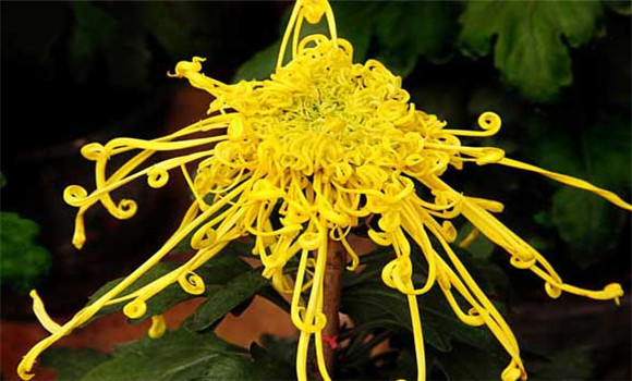 盆栽菊花怎么養(yǎng)才好？