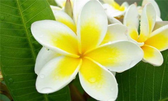 盆栽雞蛋花怎么養(yǎng)？
