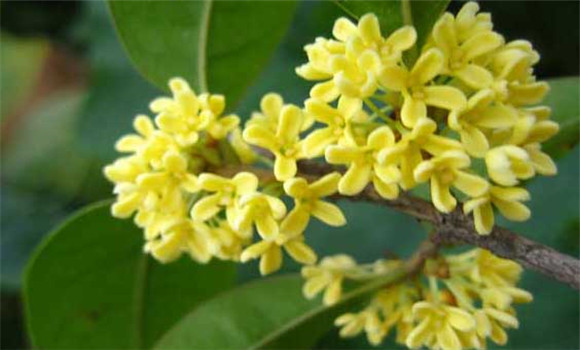 四季桂什么時候開花？