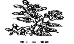 茉莉花種植技術(shù)，如何種植茉莉花