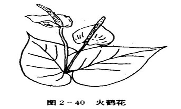 火鶴花怎么養(yǎng)，怎么養(yǎng)火鶴花效果好