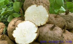 葛根的藥用價(jià)值、食用價(jià)值及其他綜合利用價(jià)值