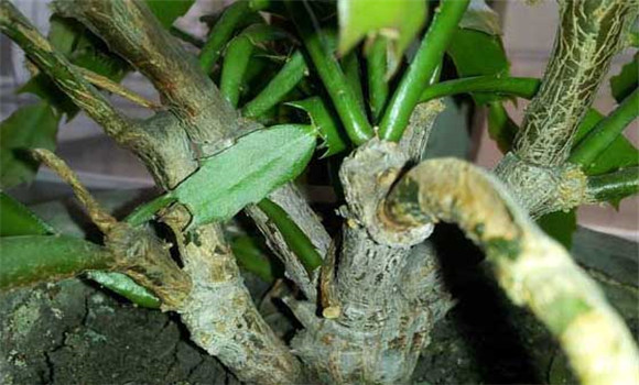 盆栽蟹爪蘭怎么養(yǎng)？