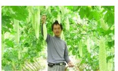 怎樣種植苦瓜，苦瓜種植方法與技術要點
