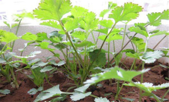 陽(yáng)臺(tái)香菜的種植方法，陽(yáng)臺(tái)香菜怎么種