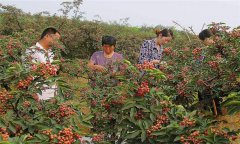 花椒品種有哪些？