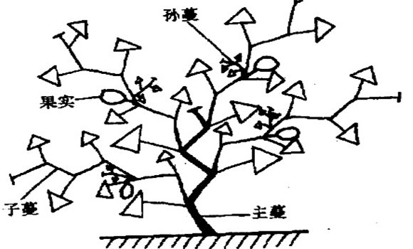 大、中棚香瓜