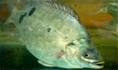 石斑魚是淡水魚嗎？石斑魚有哪些種類？