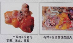 雞傳染性鼻炎用什么藥效果好，如何治療?