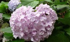 盆栽繡球花怎么養(yǎng)？盆栽繡球花的養(yǎng)殖方法