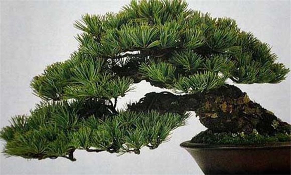 盆栽五針?biāo)稍趺答B(yǎng)？