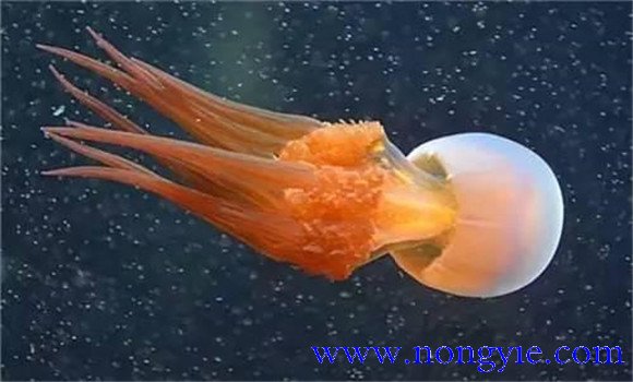 海蜇是水母嗎？