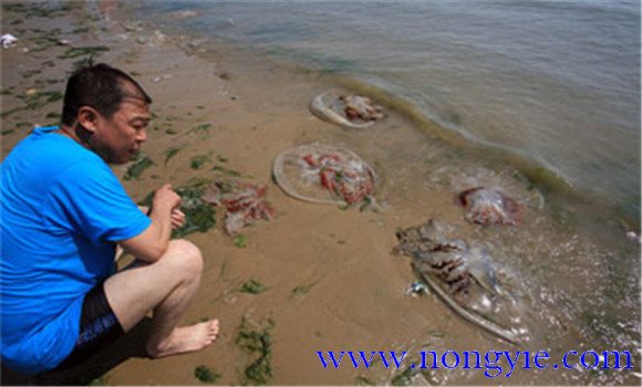 海蜇能蜇死人嗎，如何預(yù)防被蜇傷