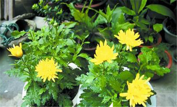 盆栽菊花養(yǎng)護(hù)，菊花種植注意事項(xiàng)知多少
