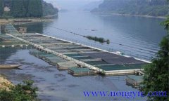 魚類氨氮中毒、藥害及泛塘的差別及解救方法