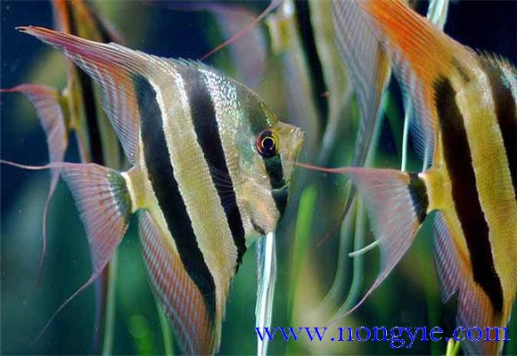 神仙魚(yú)能長(zhǎng)多大，神仙魚(yú)怎么飼養(yǎng)