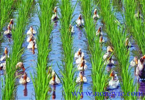 稻鴨共養(yǎng)、共生農業(yè)新模式