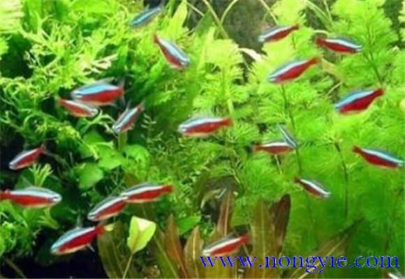 紅綠燈魚怎么養(yǎng)，紅綠燈魚的仔魚如何管理