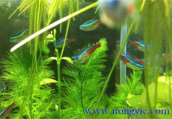 紅綠燈魚(yú)的壽命多長(zhǎng)，紅綠燈魚(yú)養(yǎng)殖環(huán)境要求