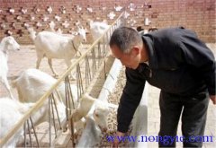 舍飼養(yǎng)羊的品種選擇，舍飼養(yǎng)羊技術要點