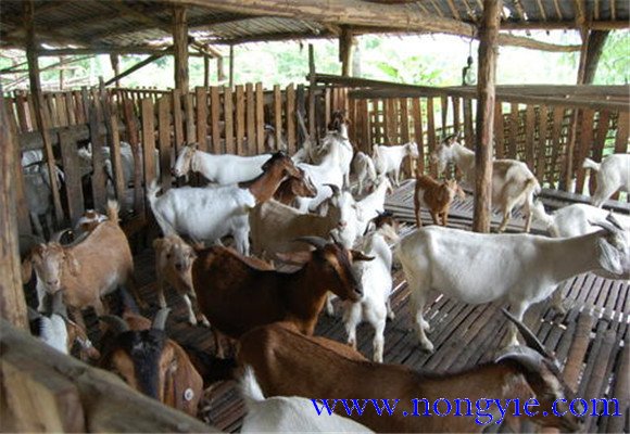 舍飼養(yǎng)羊的品種選擇，舍飼養(yǎng)羊技術(shù)要點(diǎn)