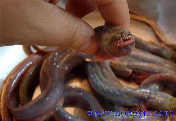 紅狼牙鰕虎魚能吃嗎？