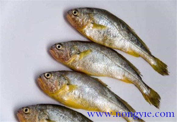 黃花魚是不是海魚？