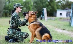 訓(xùn)犬應(yīng)遵循什么樣的基本原則，聽從什么忠告
