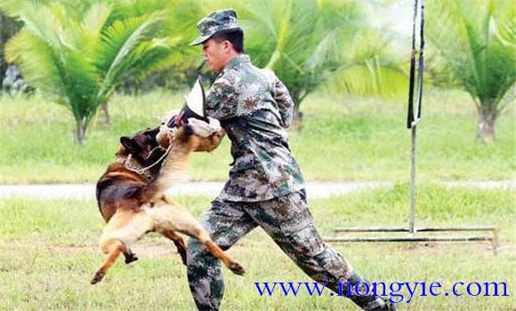 因犬制宜，區(qū)別對待的原則