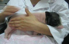 豬輪狀病毒性腹瀉癥狀有哪些，怎么治療?