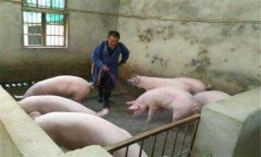 豬偽狂犬病的癥狀、危害及診斷要點(diǎn),怎么治療