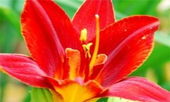 紅花的功效與作用 紅花的營養(yǎng)、功效、用法
