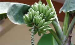 香蕉分類(lèi) 你知道香蕉分幾種嗎？